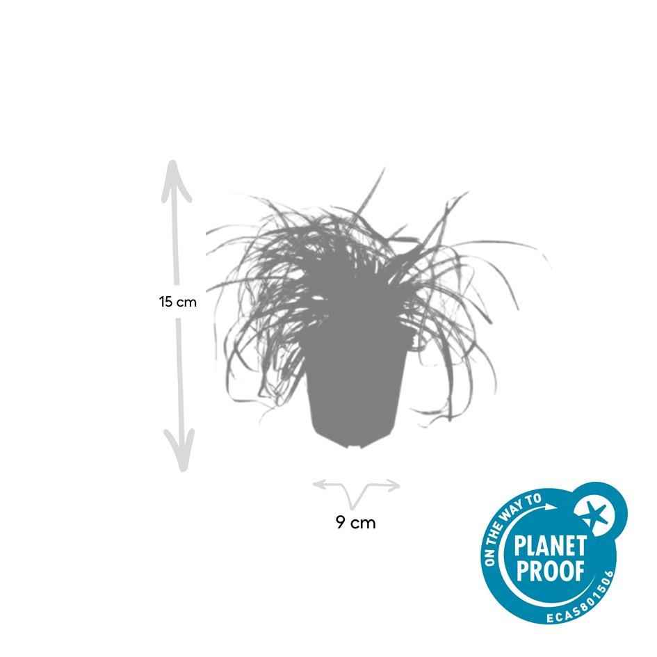Image of Gold-Segge Carex oshimensis 'Evergold' – ↕10-25cm – Ø9cm – 60 Pflanzen – Bodendecker – Winterhart – Pflegeleicht – Schattengarten