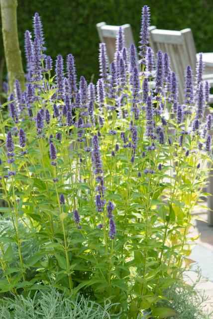 Image of Asiatische Duftnessel Agastache 'Black Adder' – 6 Pflanzen – Staude mit dunkelvioletten Blüten – Ø9cm – Blütezeit Sommer bis Herbst-0