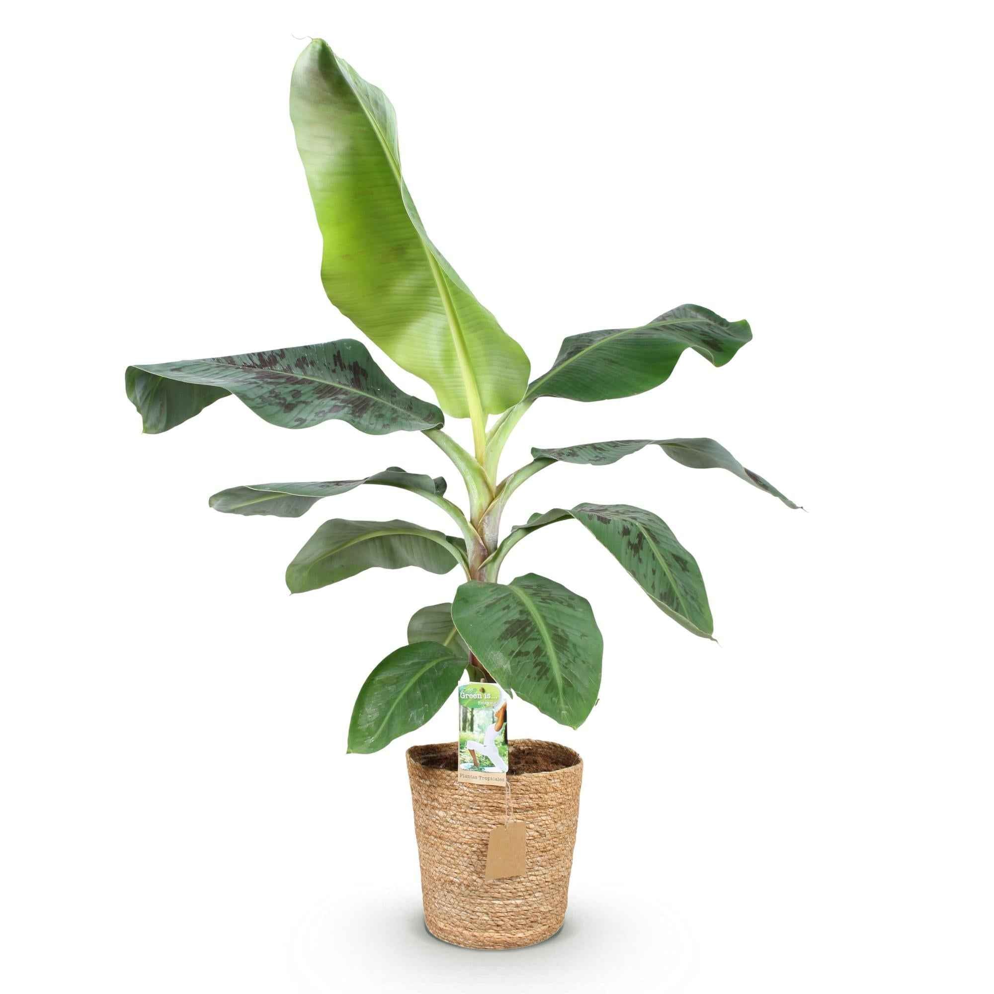Image of Bananenpflanze Musa acuminata Dwarf Cavendish – 70-75cm – 21cm inkl. Naturkorb – Pflegeleicht – Tropische Zimmerpflanze mit großen Blättern-0