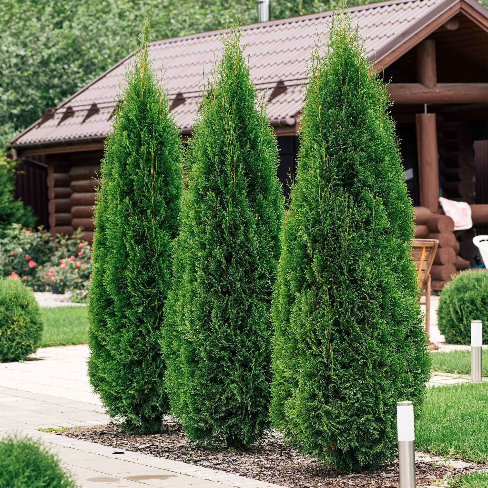 Image of Lebensbaum Thuja occidentalis Smaragd – Immergrüne Heckenpflanze – 6 Pflanzen – 17cm x H60cm – Dichte, grüne Hecke
