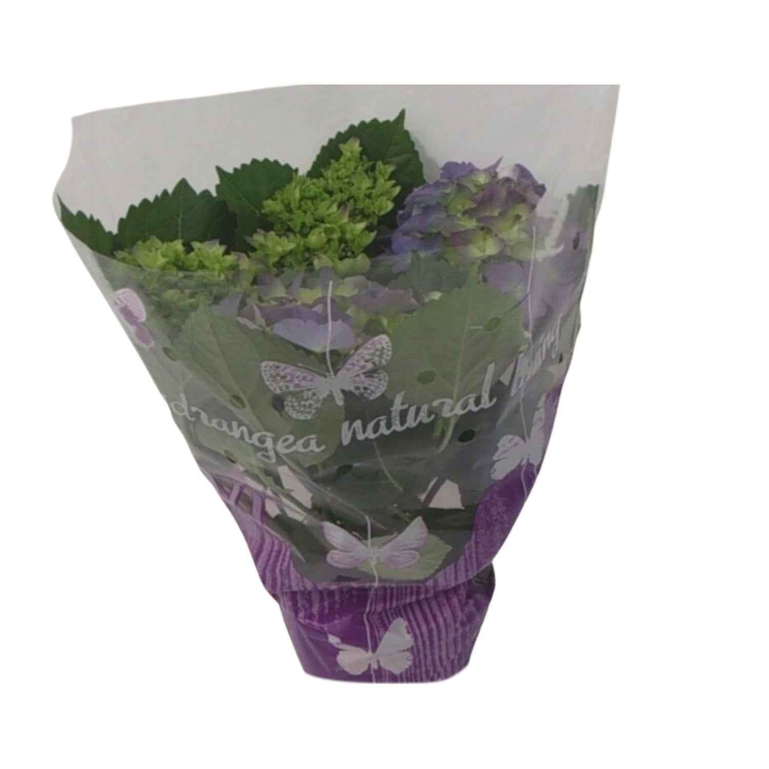 Image of Blaue Hortensie – Ø14cm – ↕35cm – Hydrangea macrophylla als blühende Zimmerpflanze, Balkonpflanze & Gartenpflanze für Halbschatten