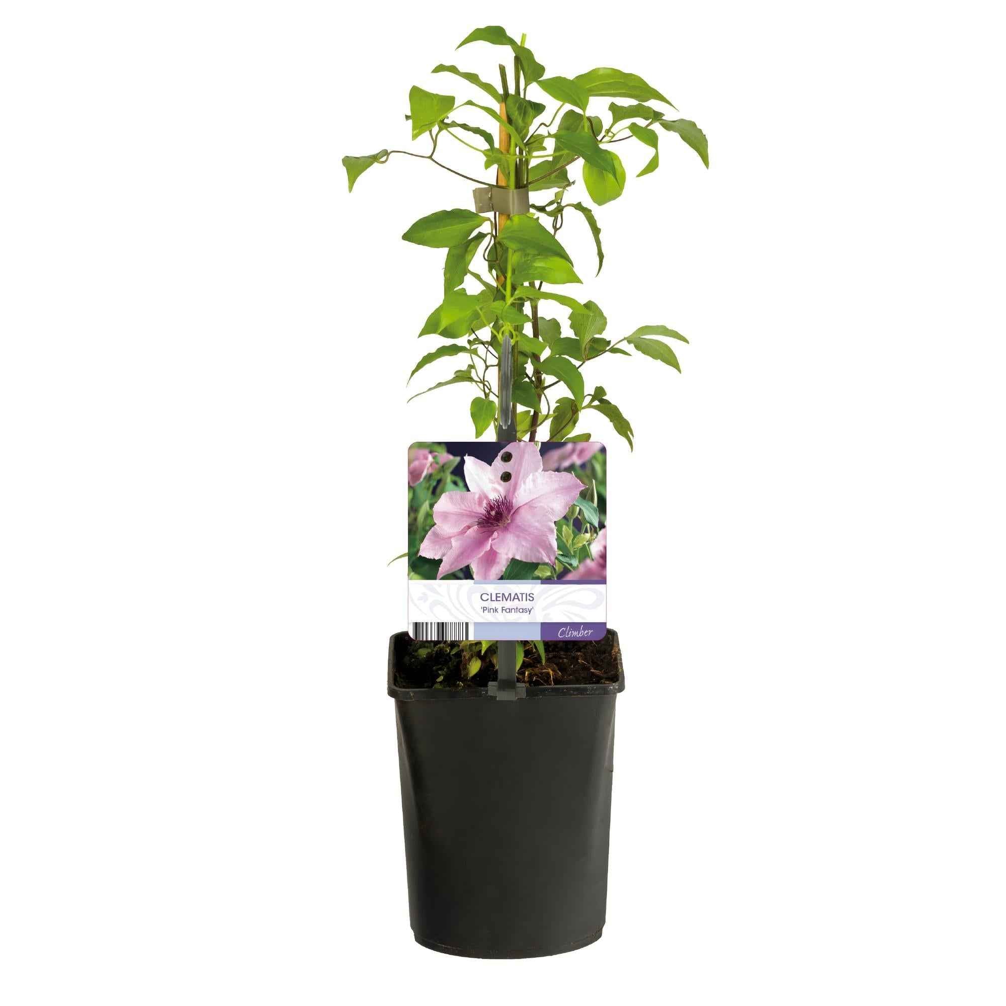 Image of Kletterpflanze Clematis Pink Fantasy – Rosa Blüten – Wenig Pflege – 2 Pflanzen – 11cm Höhe 40cm – Für Garten, Terrasse & Pergolen-2
