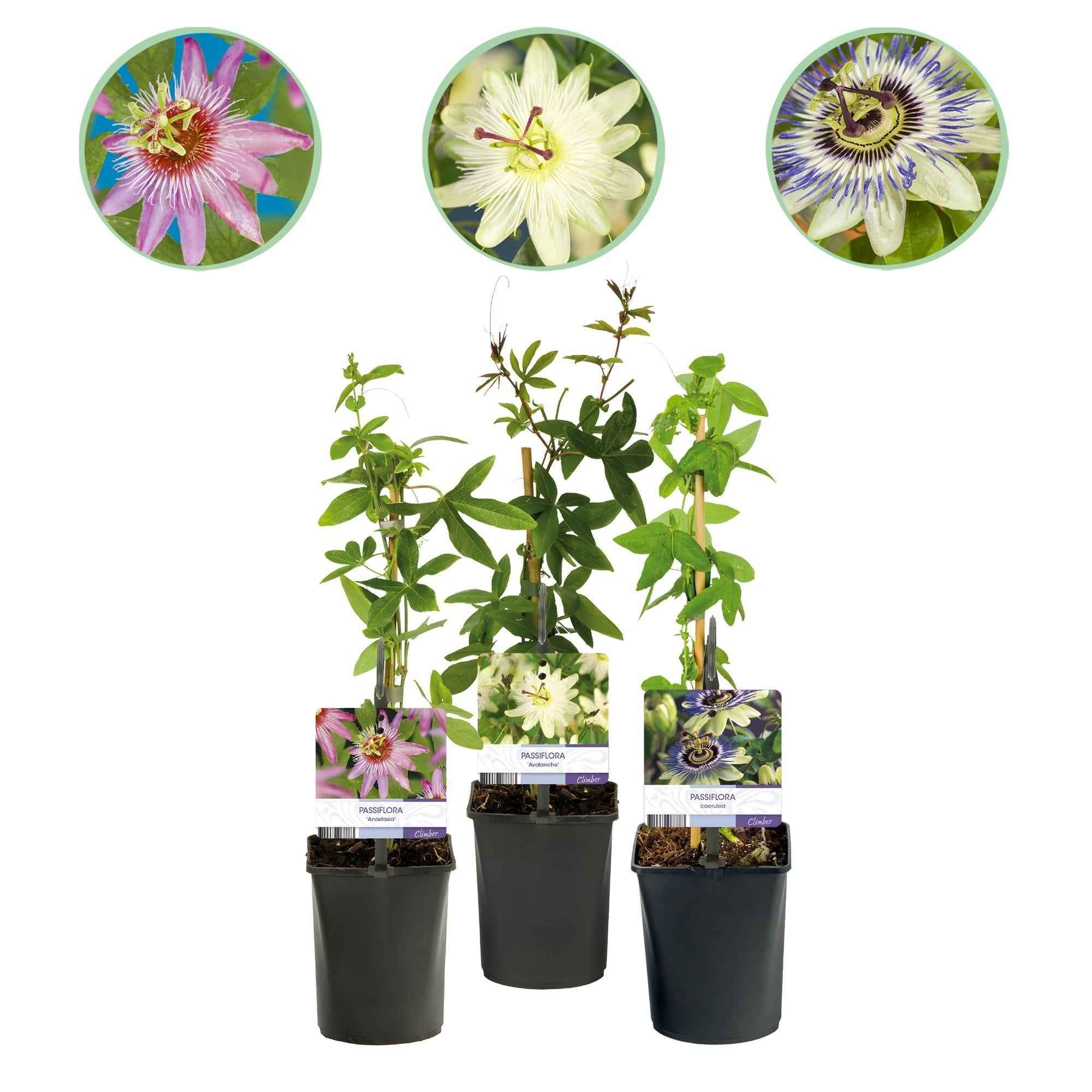 Image of Passionsblume Passiflora Tricolour – Blüte Rosa, Weiß & Lila – Wenig Pflege – 3 Pflanzen – 11cm Höhe 40cm – Ideal für Balkon, Garten & Pergolen