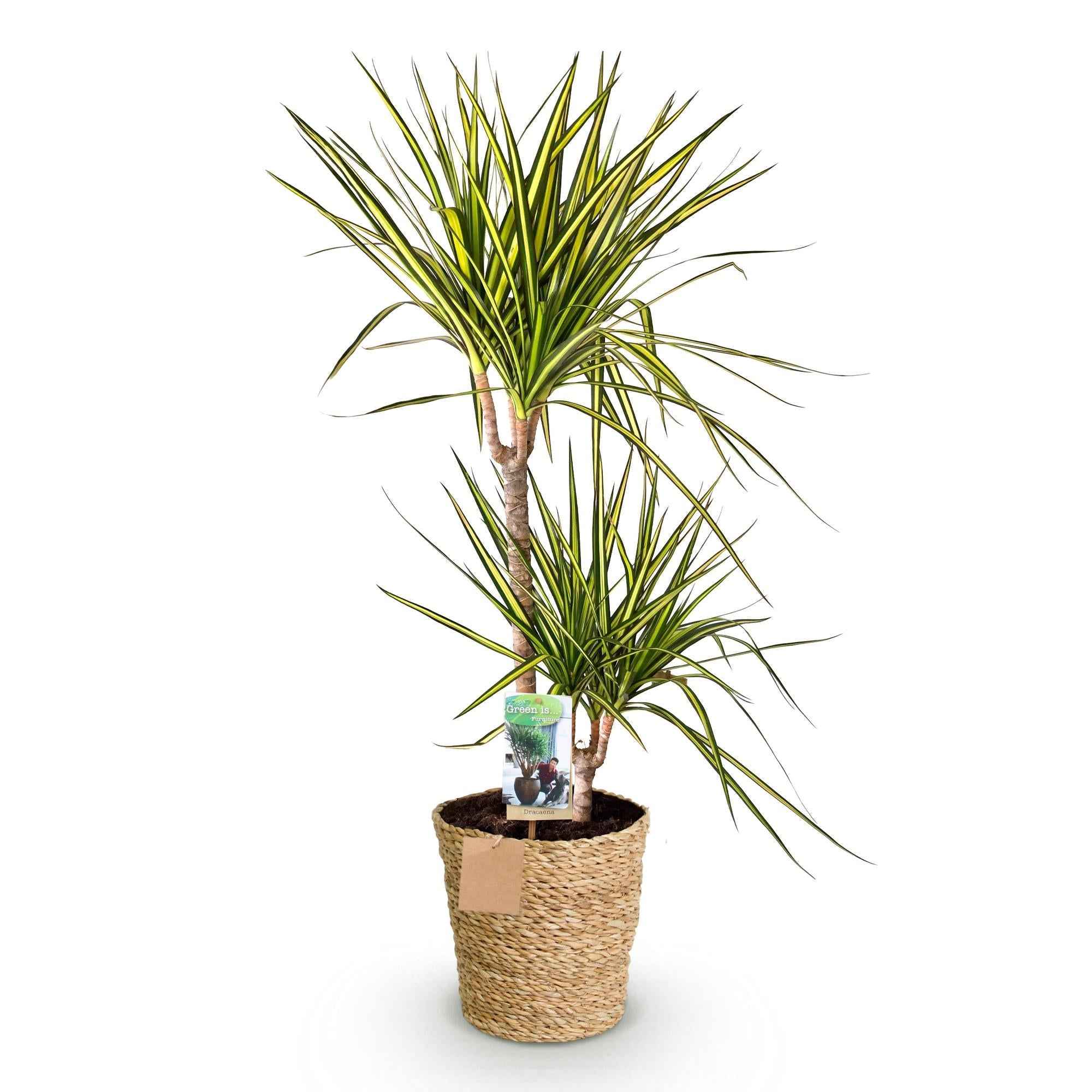 Image of Dracaena Sunray – 90-100cm – 21cm inkl. Naturkorb – Pflegeleichter Drachenbaum – Grün – Gelbes Blattwerk-0