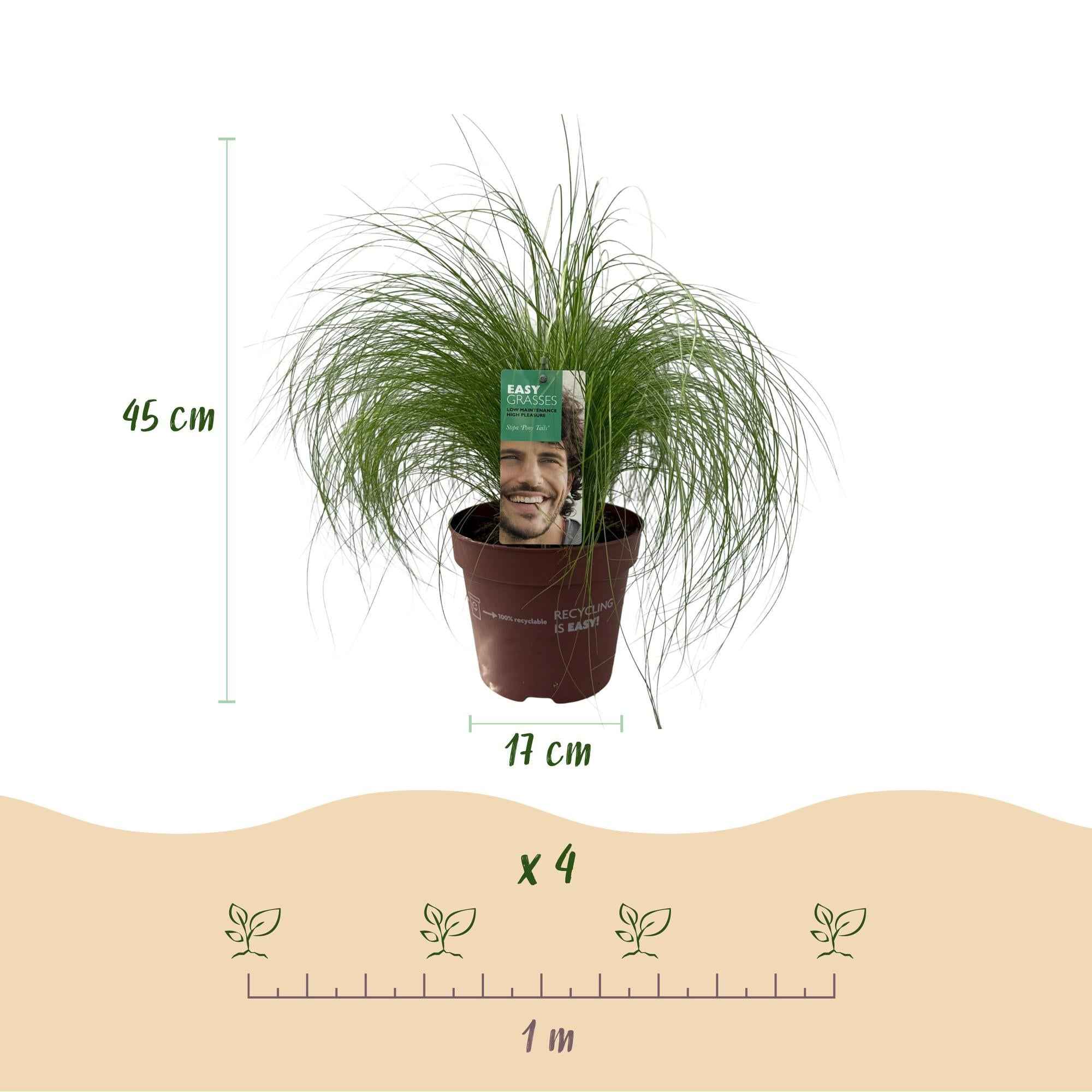 Image of Ziergras Federgras Stipa tenuifolia Pony Tails – Immergrün & winterhart – Höhe ca. 50cm – 17cm – Luftiges Ziergras für Beet & Kübel-3