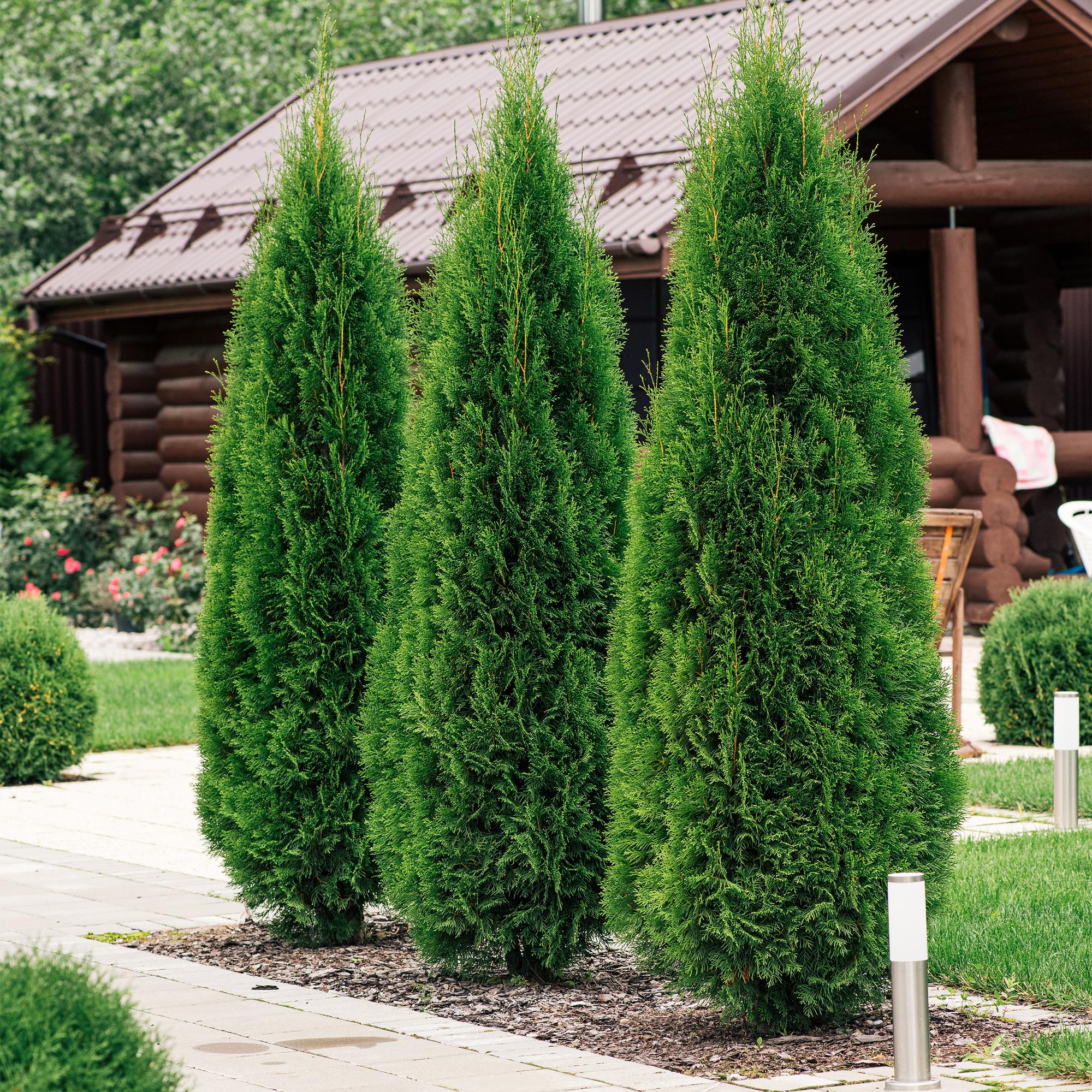 Image of Lebensbaum Thuja occidentalis Smaragd – Immergrüne Heckenpflanze – 8 Pflanzen – 1m – 9cm Höhe 30-35cm – Schnellwachsend & Pflegeleicht-4