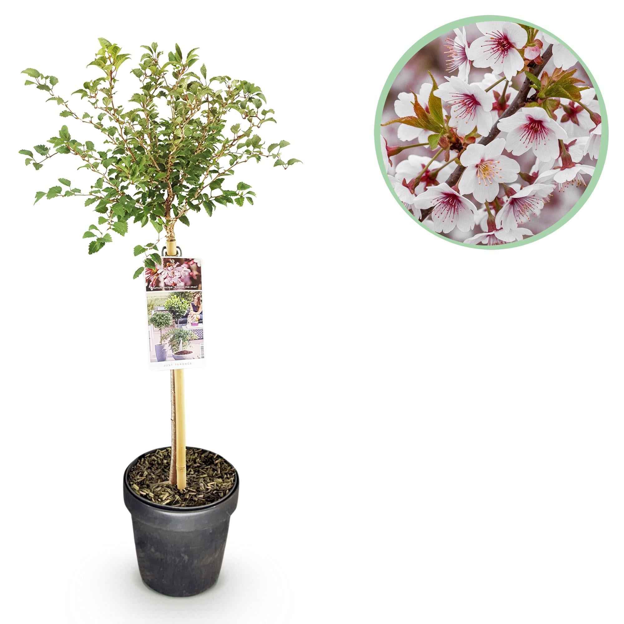 Image of Fuji – Kirsche Prunus incisa Kojou – no – mai – 19cm Höhe ca.90cm – Weiß blühende Terrassenpflanze – Winterhart & laubabwerfend-0