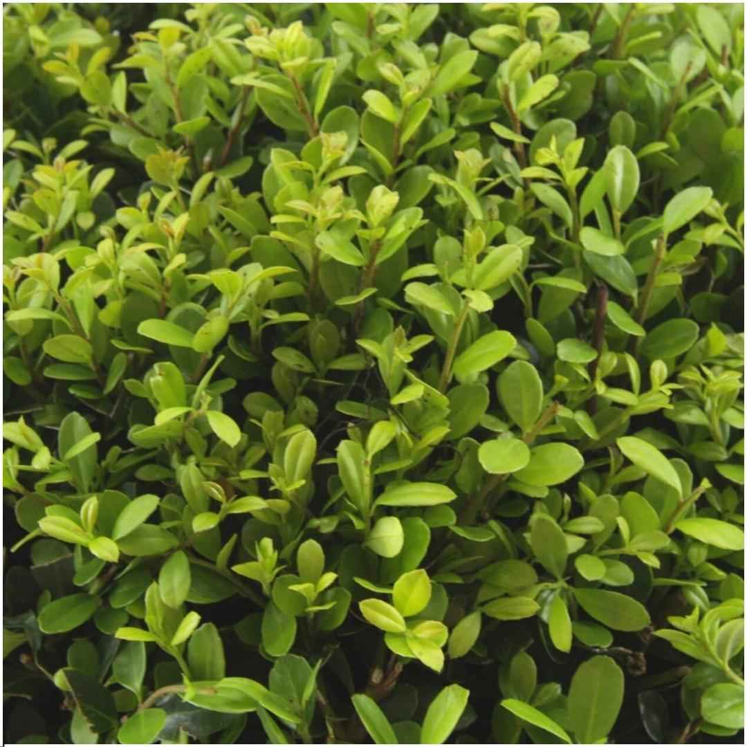 Image of Stechpalme – Ilex crenata 'Jenny' – 48 Pflanzen – Immergrün – Winterhart – Alternative zu Buchsbaum – Ø7cm ↕15cm-0