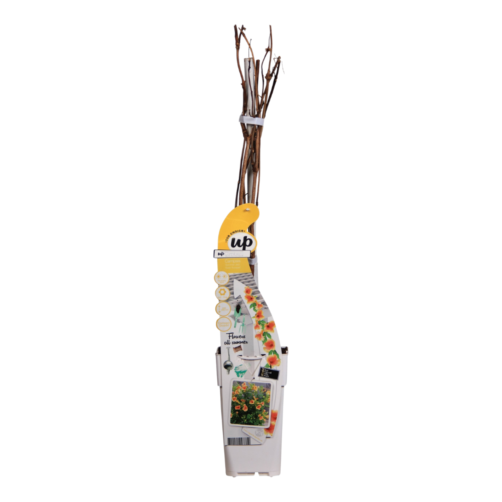 Image of Trompetenblume Gelb Campsis Summer Jazz Gold Trumpet 65cm 15cm winterharte Kletterpflanze für Garten Zaun Pergola Terrasse selbstkletternd