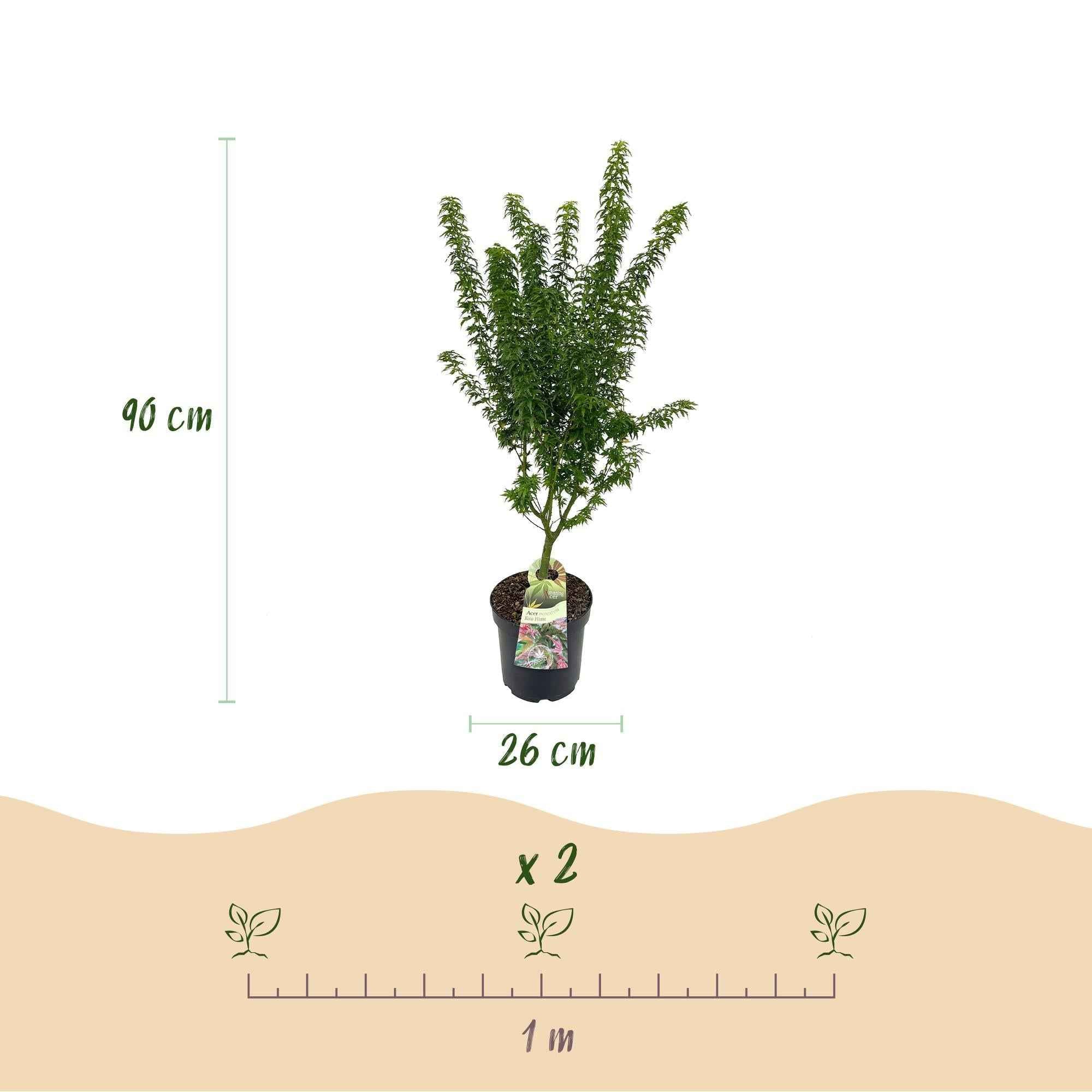 Image of Japanischer Ahorn Acer palmatum Koto Hime, laubabwerfende Gartenpflanze in Grün, kompakter Zierahorn für Garten und Kübel, Ø26cm, 90cm hoch, für-3