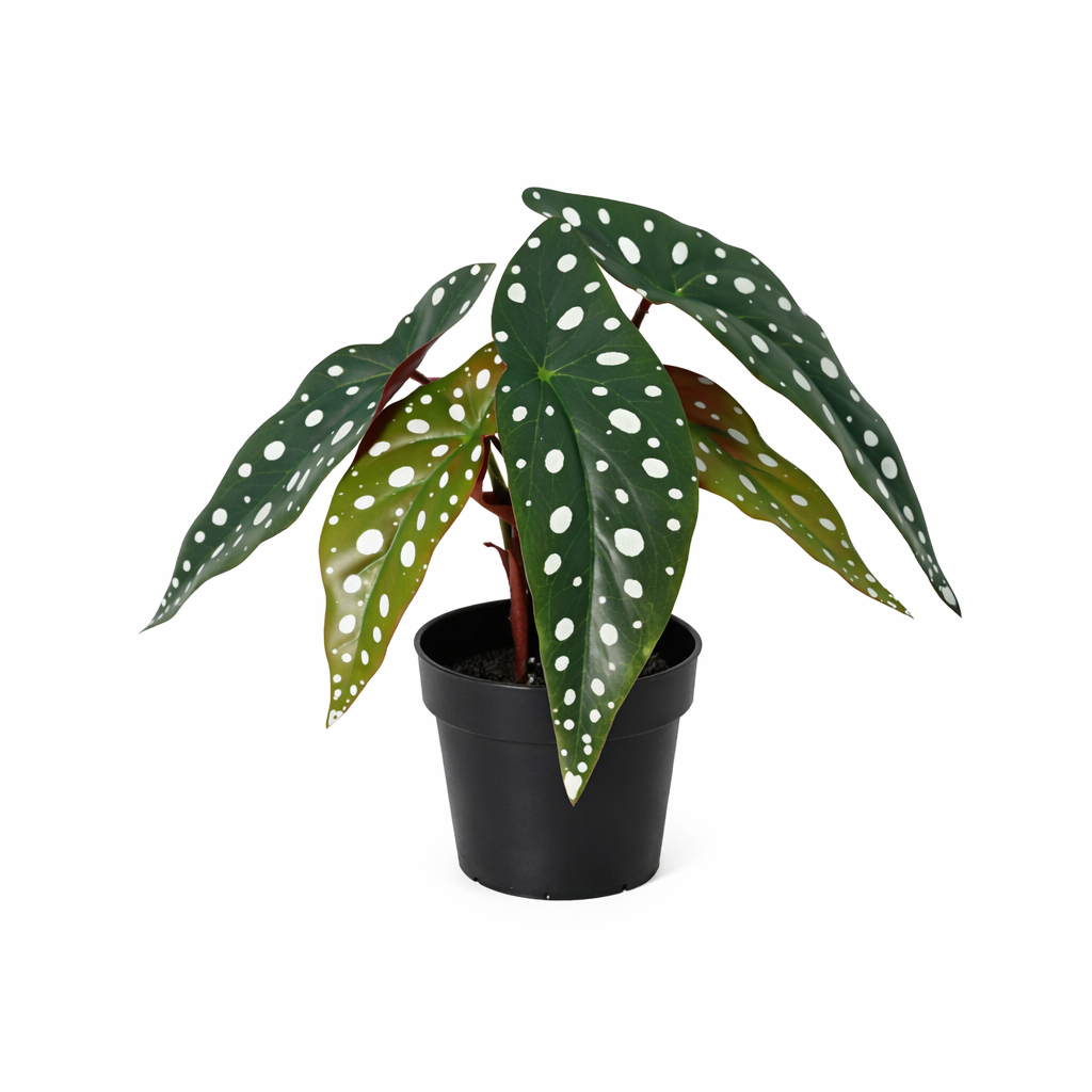 Image of Künstliche Begonia maculata 24cm – Punktbegonie Kunstpflanze mit gepunkteten Blättern – langlebig, ganzjährig grün-0