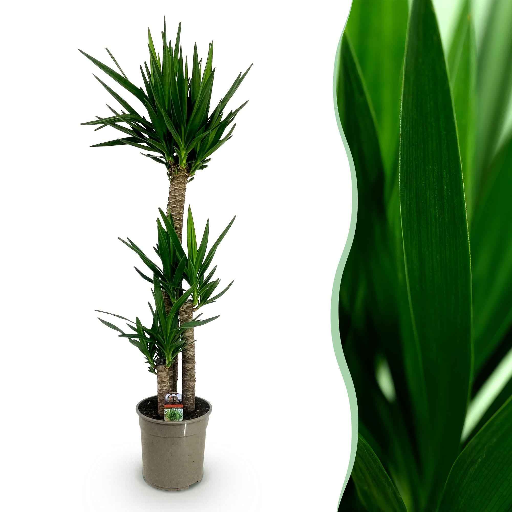 Image of Palmlilie Yucca Elephantipes – 140cm – 24cm – Pflegeleichte Palmlilie mit schmalen, grünen Blättern