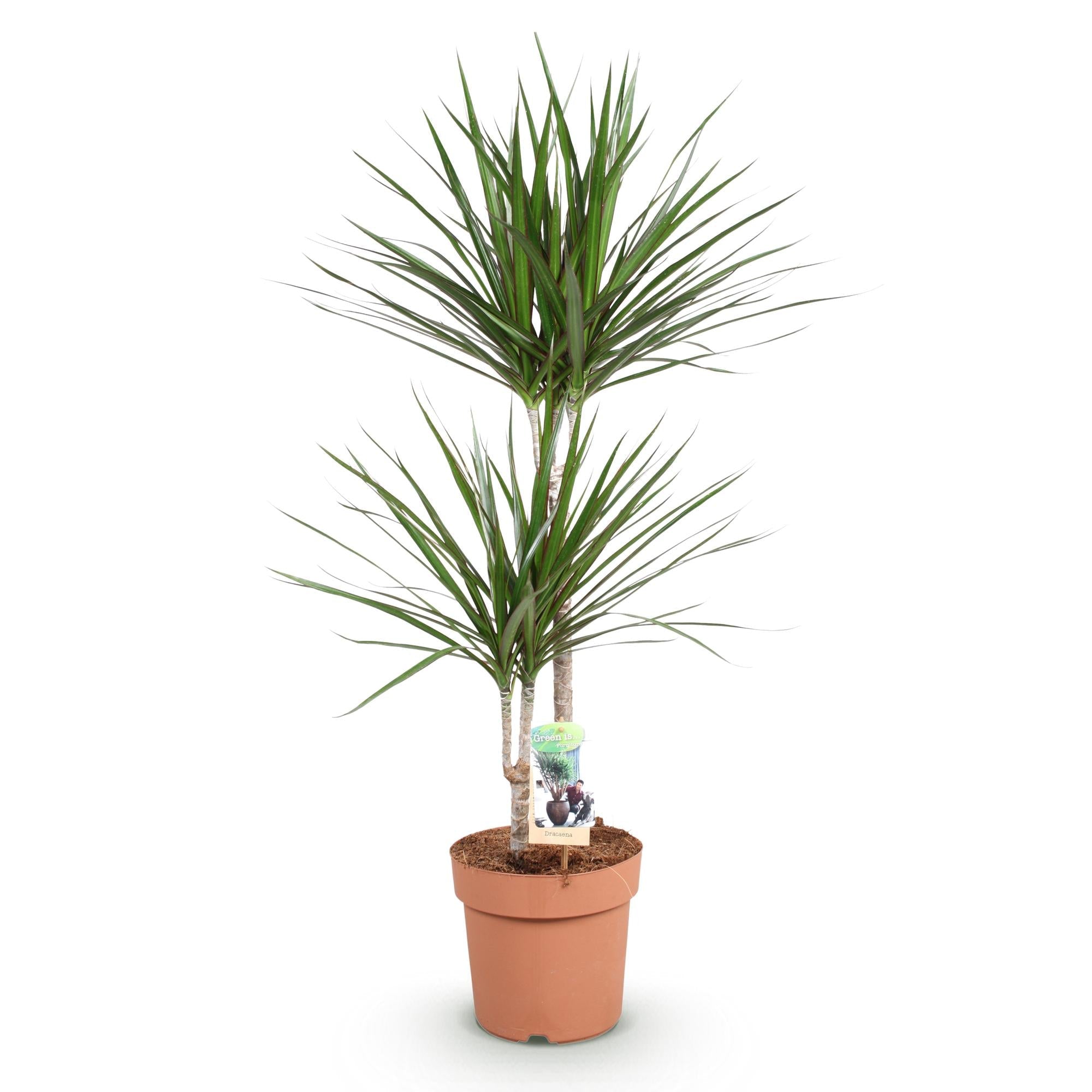Image of Dracaena Marginata – Drachenbaum – 21cm – Höhe 90-100cm – Pflegeleichte grün – rote Zimmerpflanze für moderne Wohnräume und Bürobereiche-0