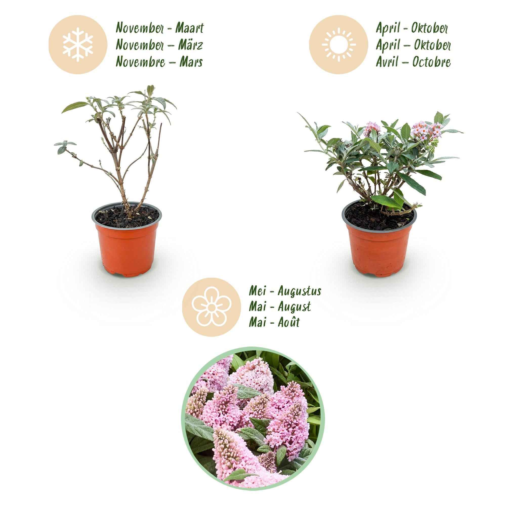 Image of Schmetterlingsflieder Buddleja davidii Butterfly Candy Little Pink kompakt rosa 20-25cm im 12cm Topf bienenfreundlich duftend für Garten Balkon-3