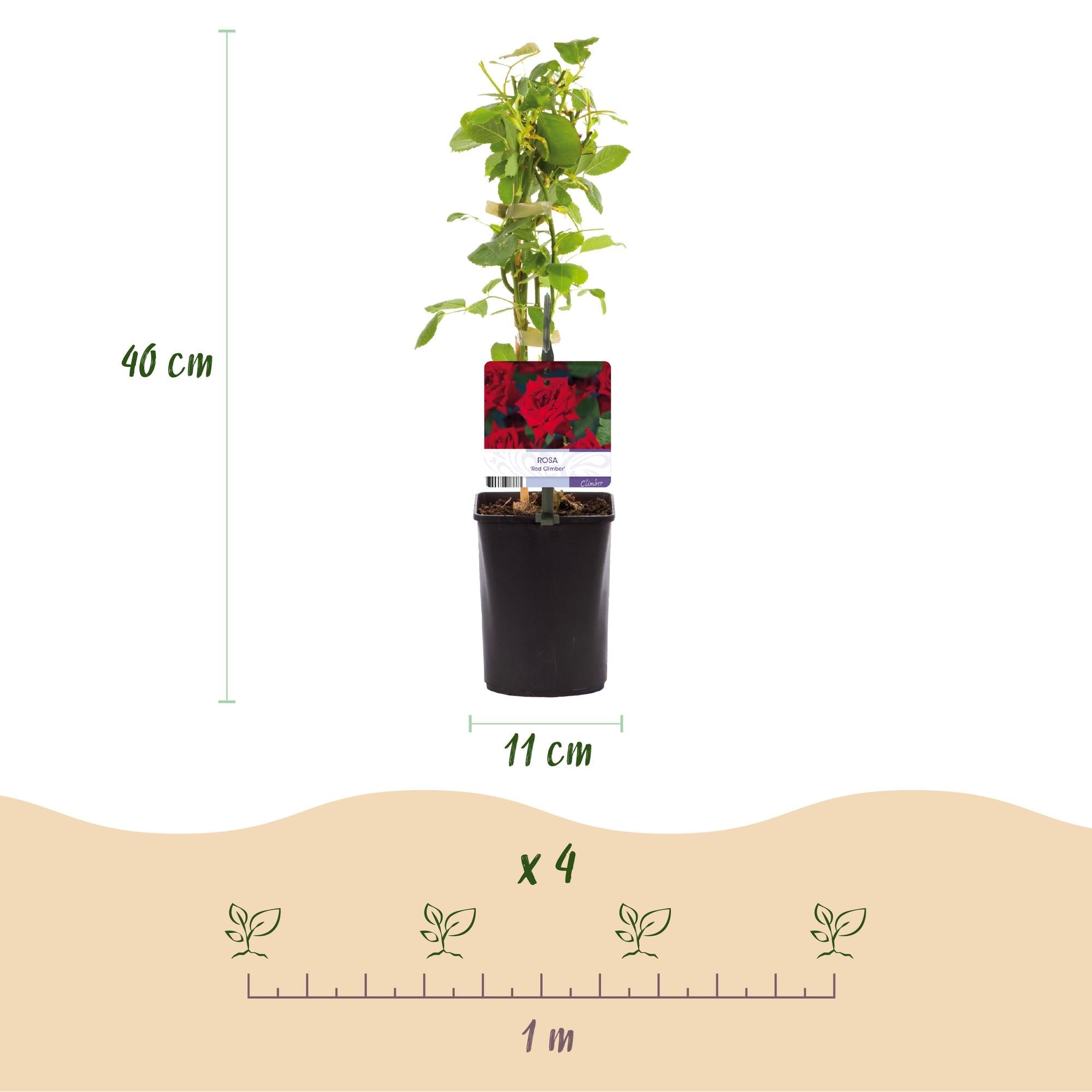Image of Kletterrose Rosa Red Climber – 2 Pflanzen 11cm – ca. 40cm hoch – Dunkelrote duftende Blüten – pflegeleicht – Ideal für Wände, Zäune & Pergolen-4