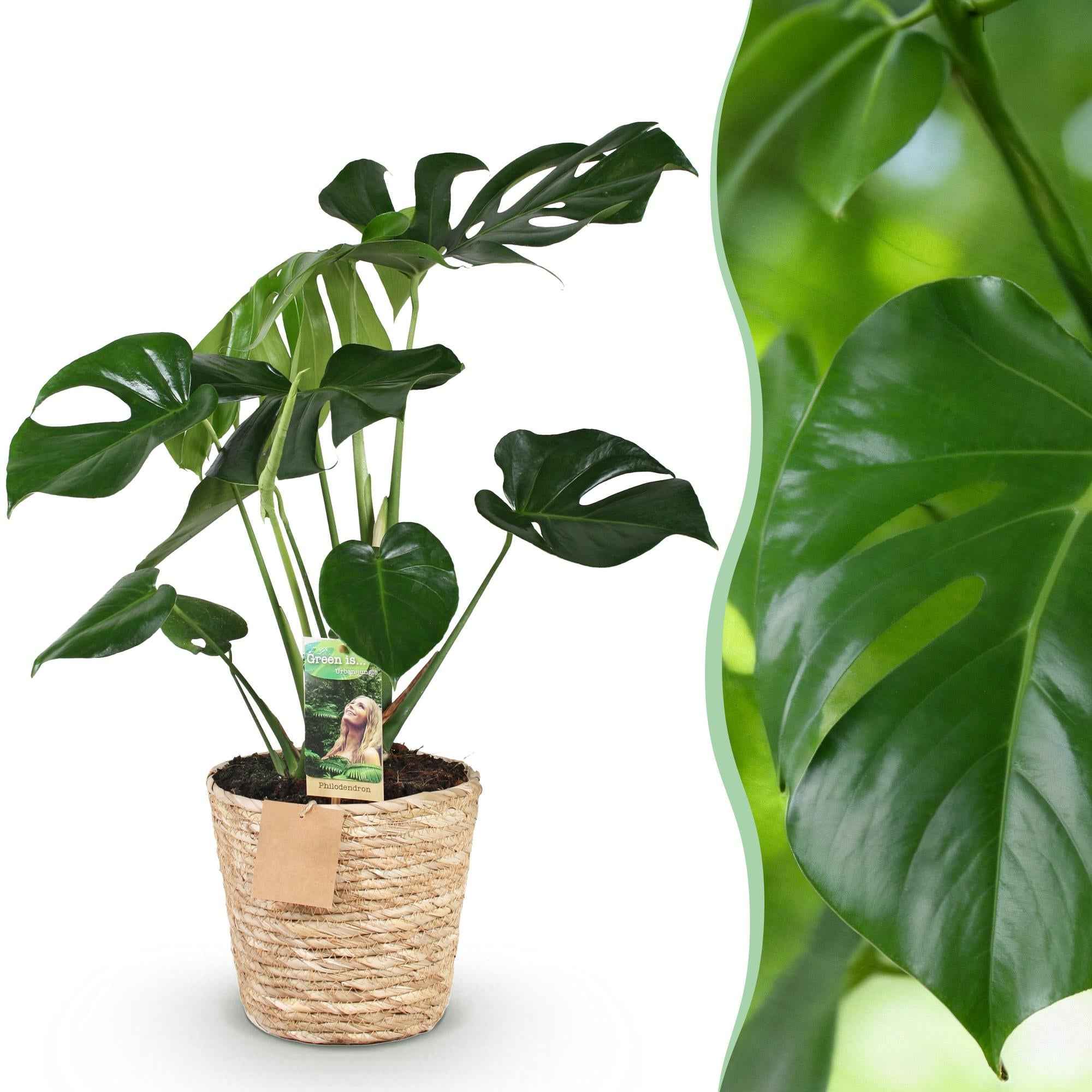 Image of Monstera Deliciosa – 70-80cm – 21cm inkl. Naturkorb – Pflegeleichtes Fensterblatt-1