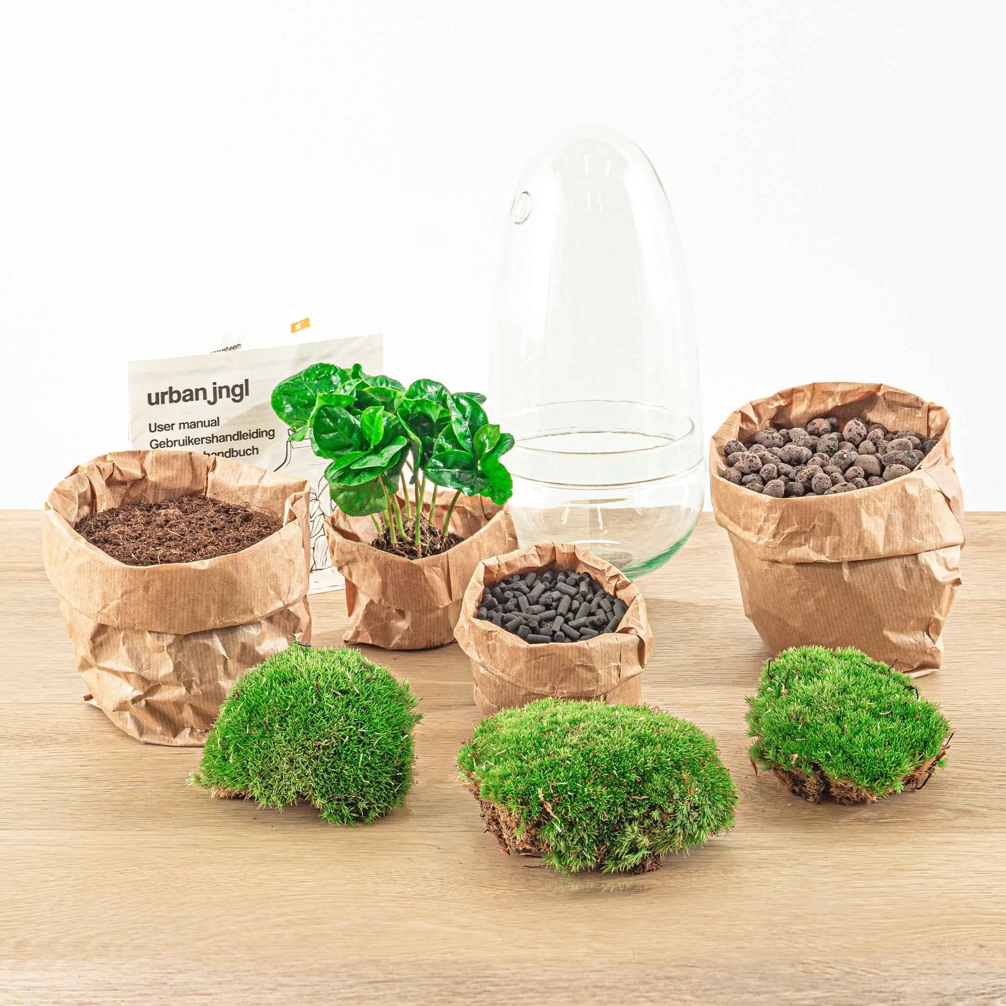 Image of Flaschengarten Egg Coffea Arabica – DIY Pflanzen – Terrarium – Höhe 25cm – Selbstversorgendes Mini – Ökosystem – Inkl. Moos, Erde & Pflanze