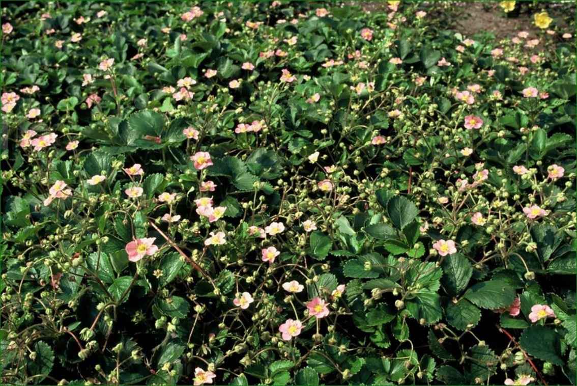Image of Wald – Erdbeere – Fragaria vesca – ↑10-25cm – Ø9cm – 6 Pflanzen – Bodendecker & Früchte, pflegeleicht, süße essbare Beeren