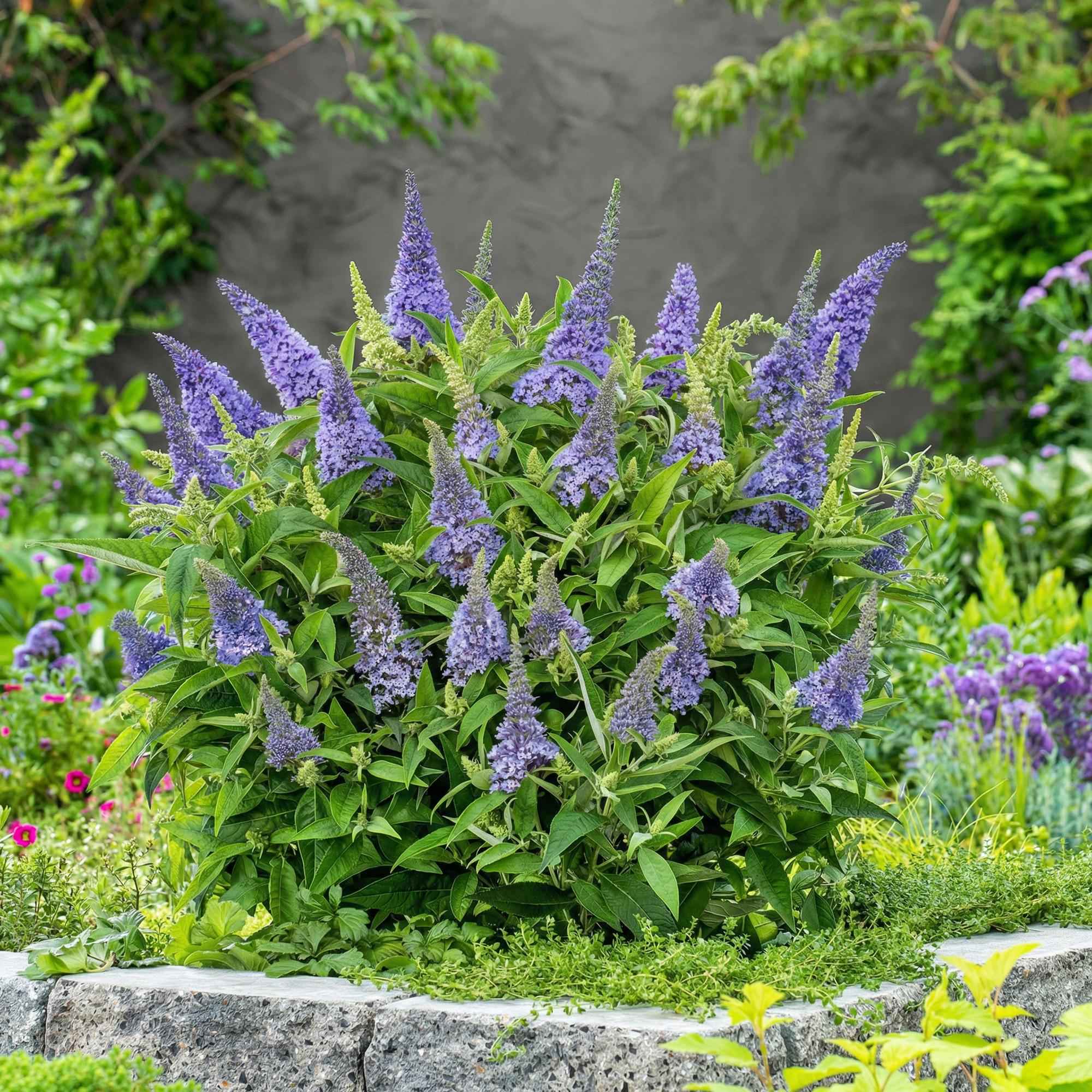 Image of Schmetterlingsflieder Buddleja davidii Little Lila kompakt lila 20-25cm 12cm winterhart bienenfreundlich duftend für Garten Balkon Terrasse Beet-0