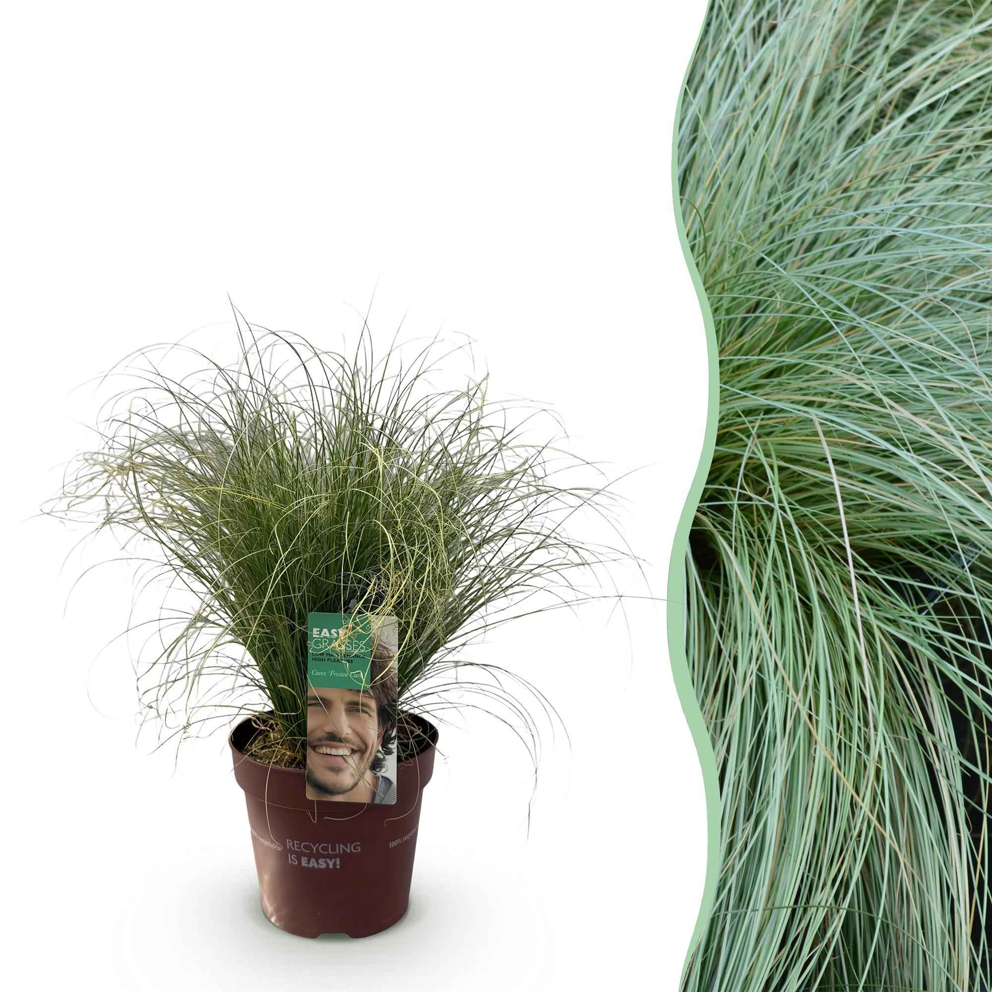Image of Ziergras Segge Carex comans Frosted Curls – Grün mit silbrigem Schimmer – Immergrün & winterhart – Höhe ca. 50cm – 17cm-3