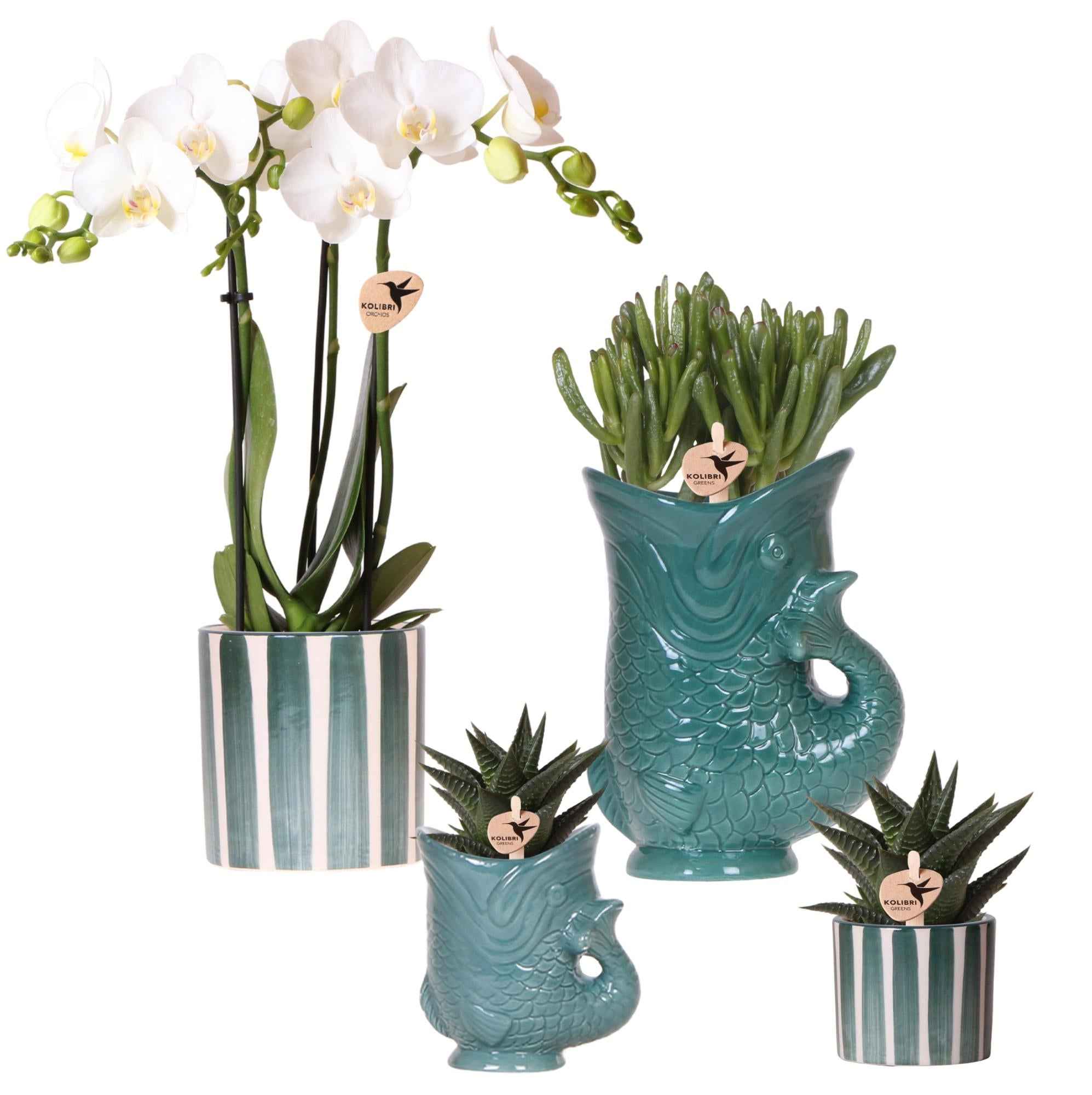 Image of Set mit weißer Orchidee Amabilis & Sukkulenten – Blühende Zimmerpflanzen in keramischen Ziertöpfen Ø9cm & Ø6cm – Frisch vom Züchter