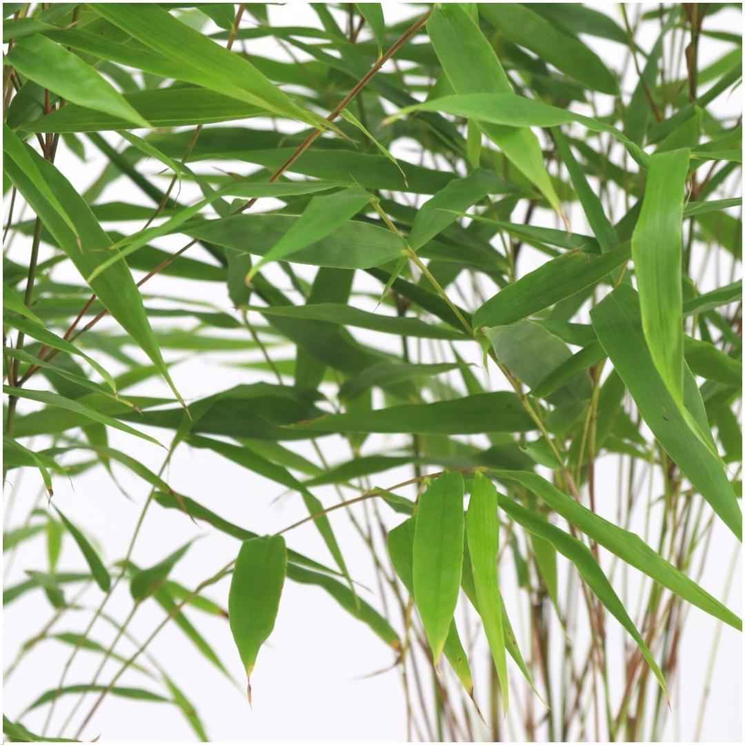 Image of Fargesia Rufa – Nicht – Ausbreitender Bambus – Ø7cm – ↕15cm – 6 Pflanzen – Winterhart & Pflegeleicht – Für Hecken, Garten & Terrasse