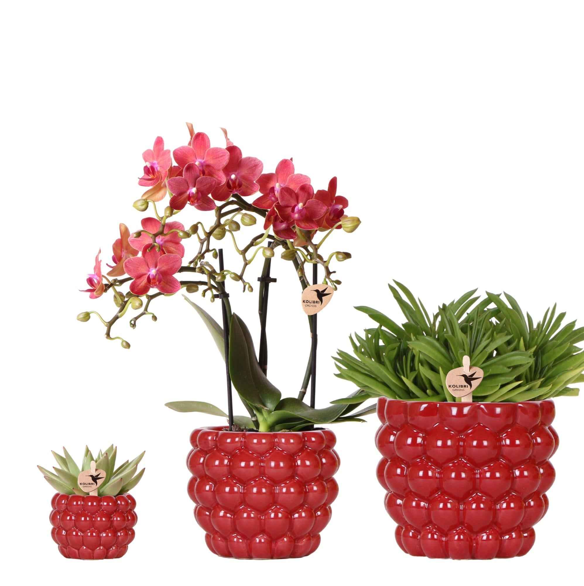 Image of Pflanzenset Rote Phalaenopsis – Orchidee Congo & Sukkulenten – Inklusive keramische Berry Ziertöpfe – Blühende Zimmerpflanzen – Frisch vom Züchter