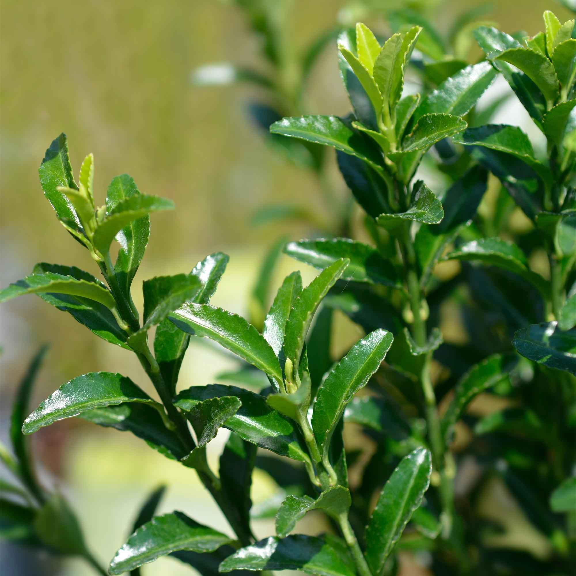 Image of Euonymus japonicus Green Spire – 8 Pflanzen für 1 Meter Hecke – Immergrüner Japanischer Spindelstrauch – 20-25cm hoch im 9cm Topf-4