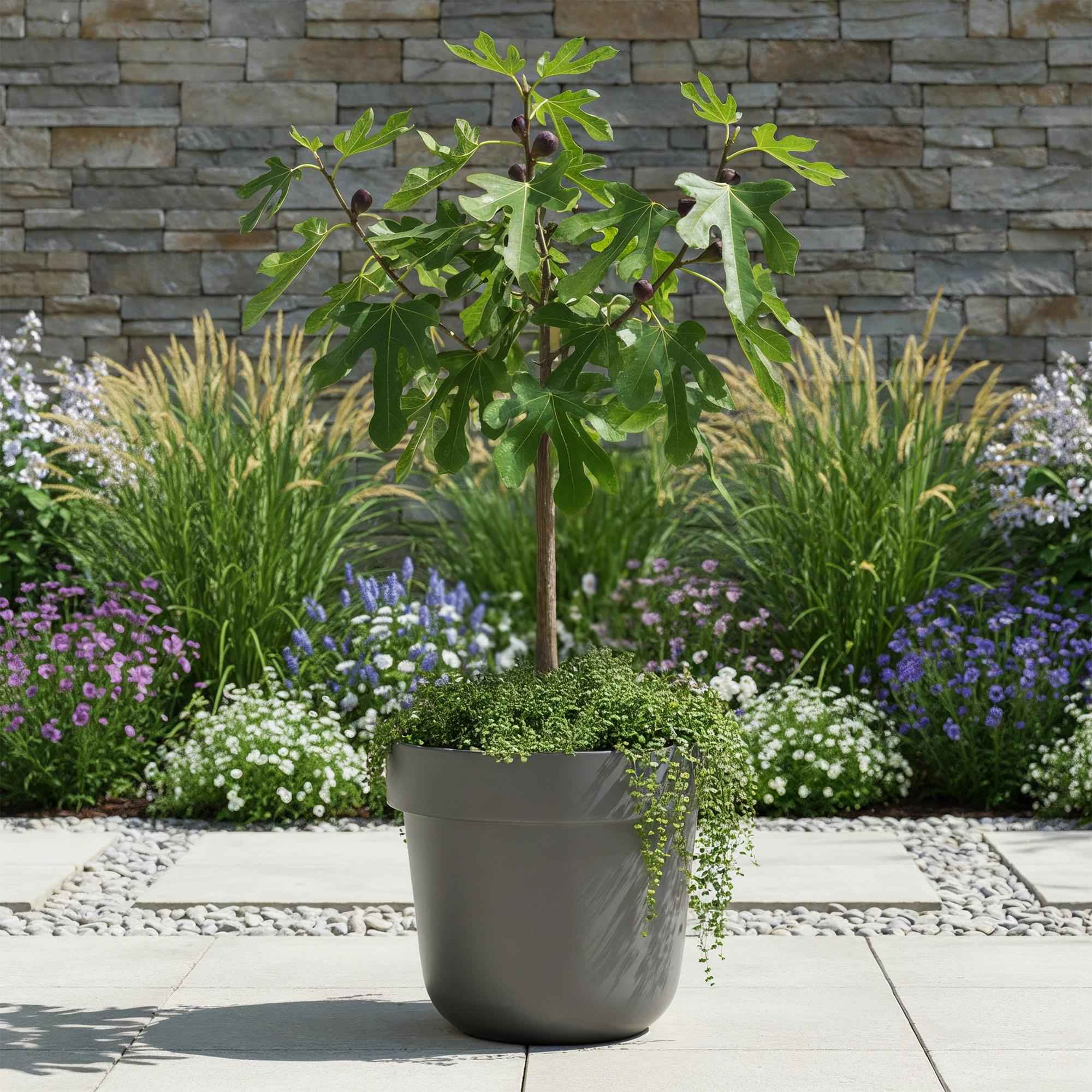 Image of Feigenbaum Ficus carica Little Miss Figgy – 19cm Höhe ca.90cm – Winterhart & laubabwerfend – Kompakter Feigenbaum mit grünen Früchten-4