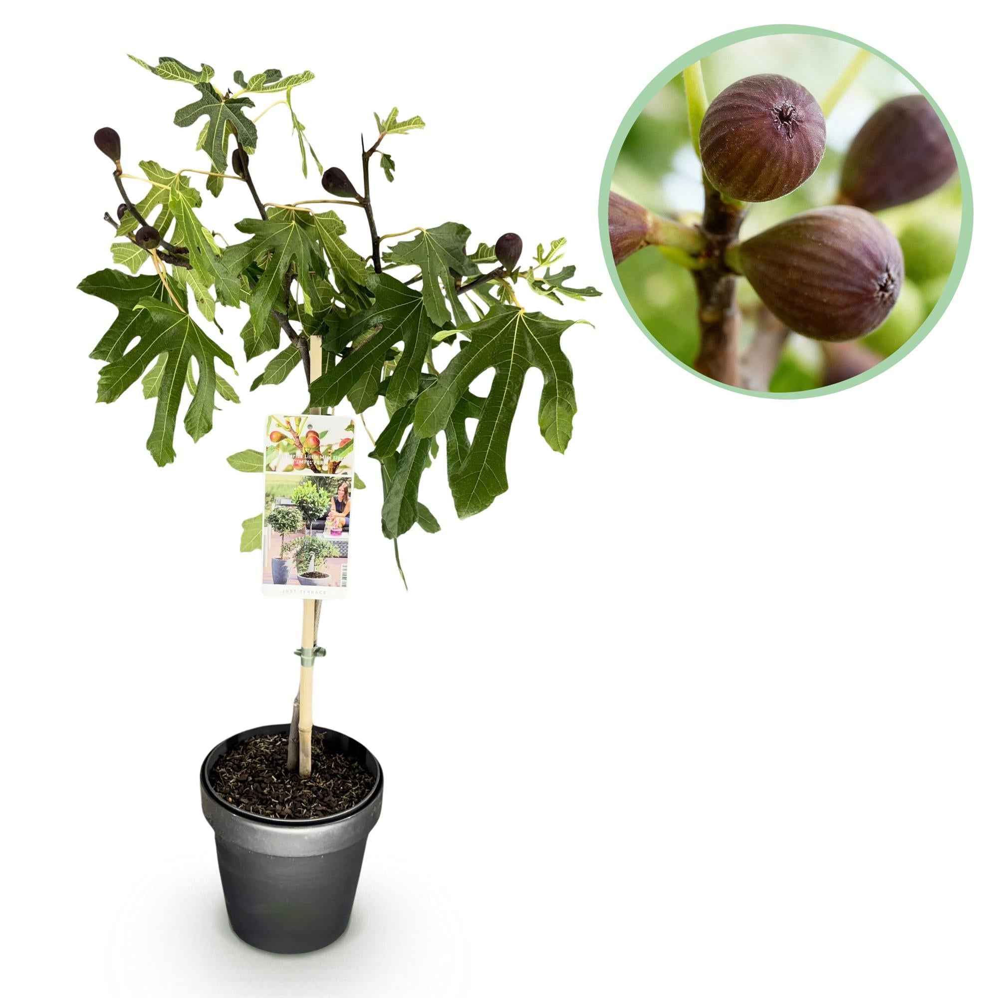Image of Feigenbaum Ficus carica Little Miss Figgy – 19cm Höhe ca.90cm – Winterhart & laubabwerfend – Kompakter Feigenbaum mit grünen Früchten-0