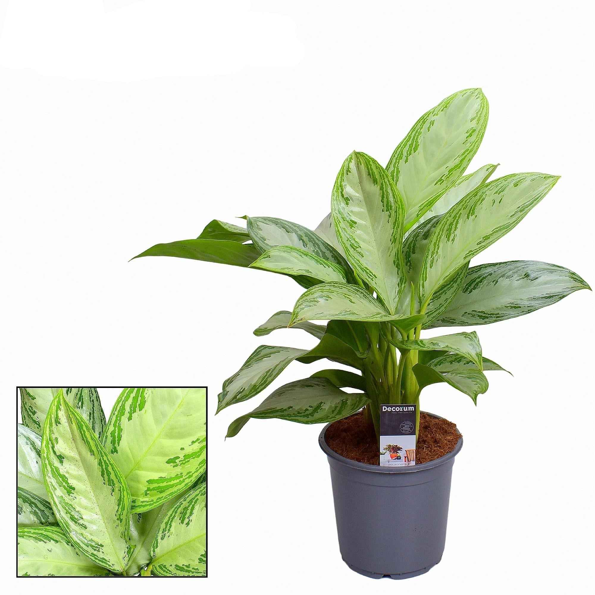 Image of Aglaonema Silver Bay – große Zimmerpflanze mit silbrig-grüner Blattzeichnung – Höhe ca. 80cm Ø21cm – Pflegeleicht, langlebig & dekorativ für Wohnzimmer, Büro & Innenräume-0