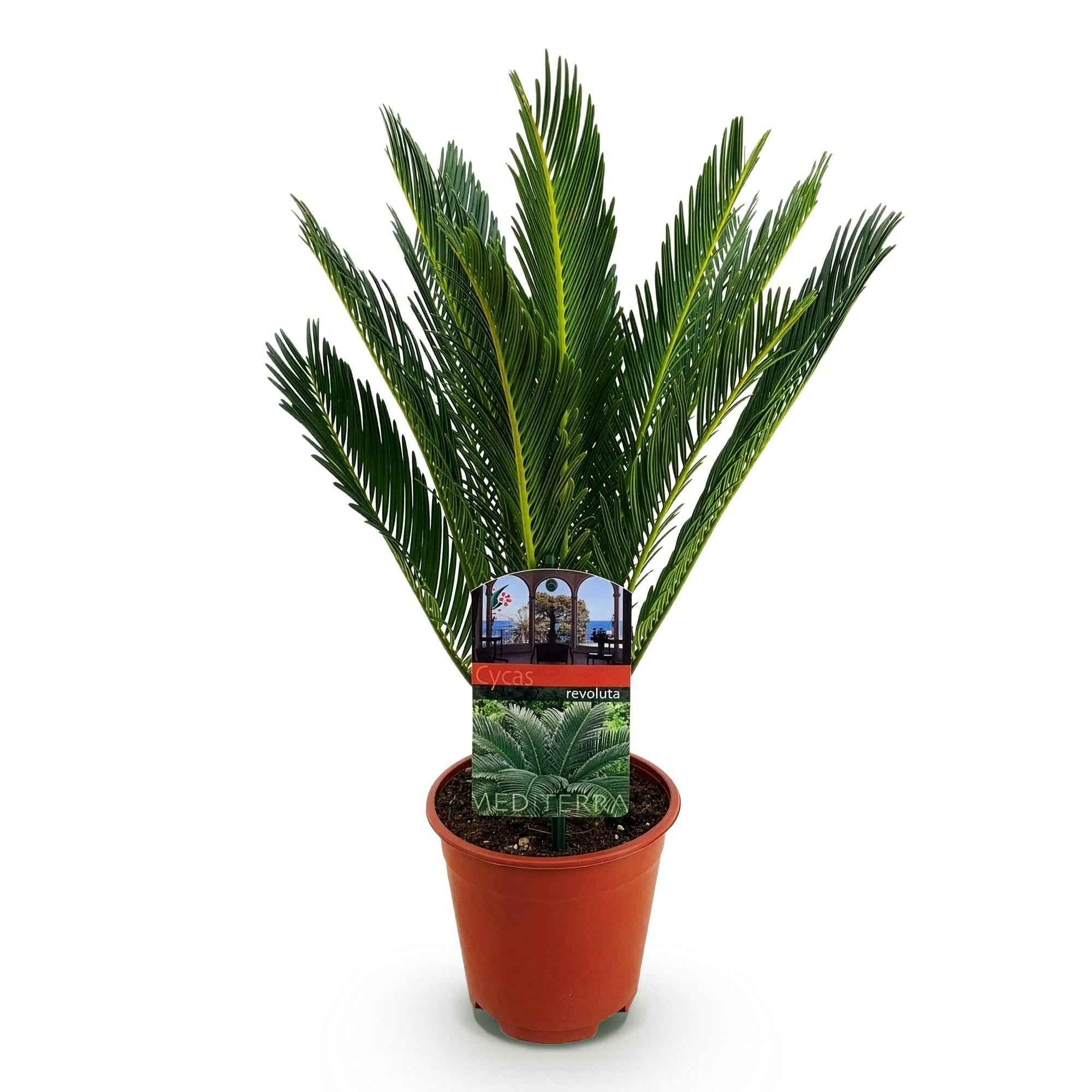 Image of Cycas revoluta Sagopalmfarn – 45cm – 14cm – Pflegeleichte Zimmerpflanze mit fiederartigen Blättern – Exotischer Blickfang für Wohn – & Arbeitsräume-0