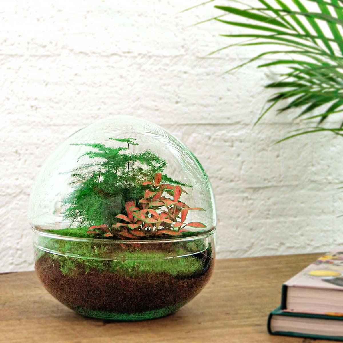 Image of DIY Flaschengarten Set – Dome Glas Rot – Ø20cm x H20cm – Selbstversorgendes Pflanzterrarium mit Fittonia, Spargel & Moos – Mini – Pflegeleicht-1