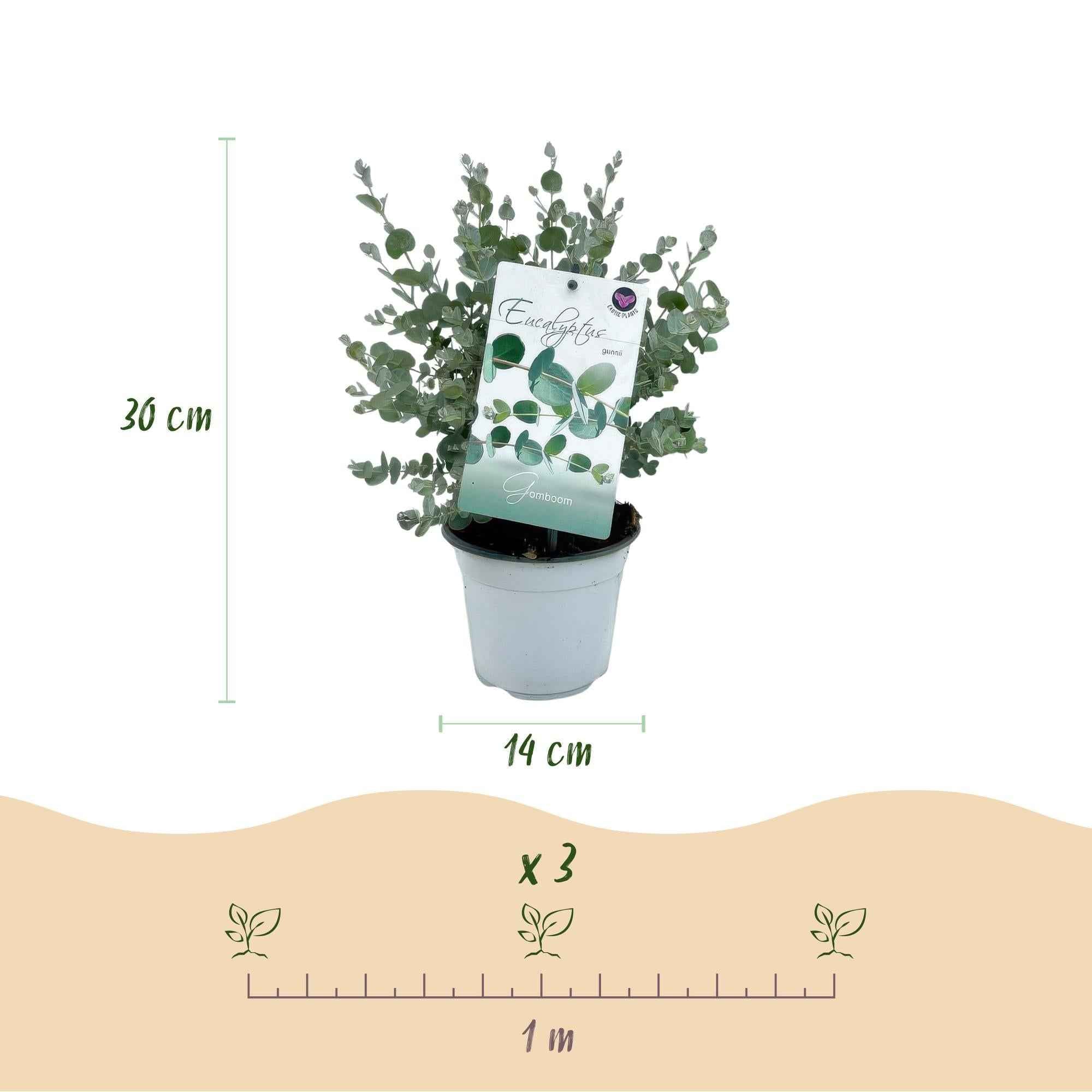 Image of Eukalyptusbaum Eucalyptus gunnii – 2 Pflanzen – Winterhart – Topf Ø14cm, Höhe ca. 30cm – Duftende Terrassenpflanze – Blaugrüne Blätter