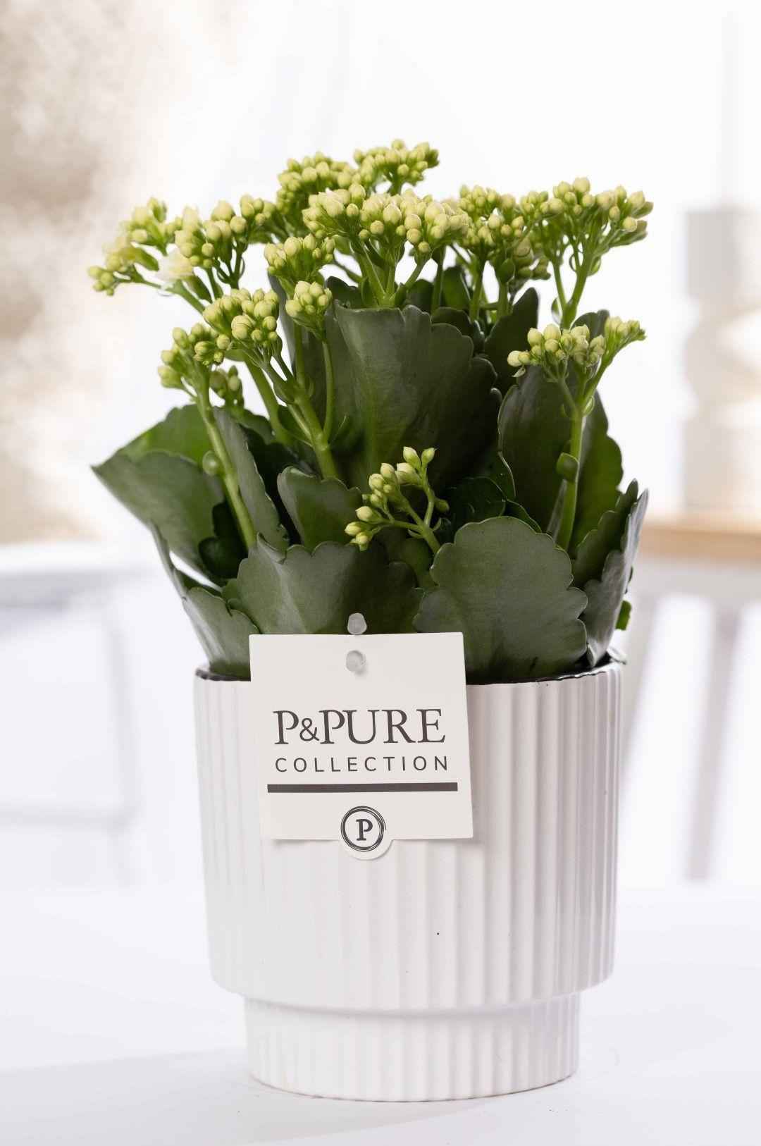 Image of Kalanchoe Weiß in Keramiktopf Grün – Ø12cm ↕27cm – Blühende Zimmerpflanze weiß blühend – Pflegeleicht & langlebig-0