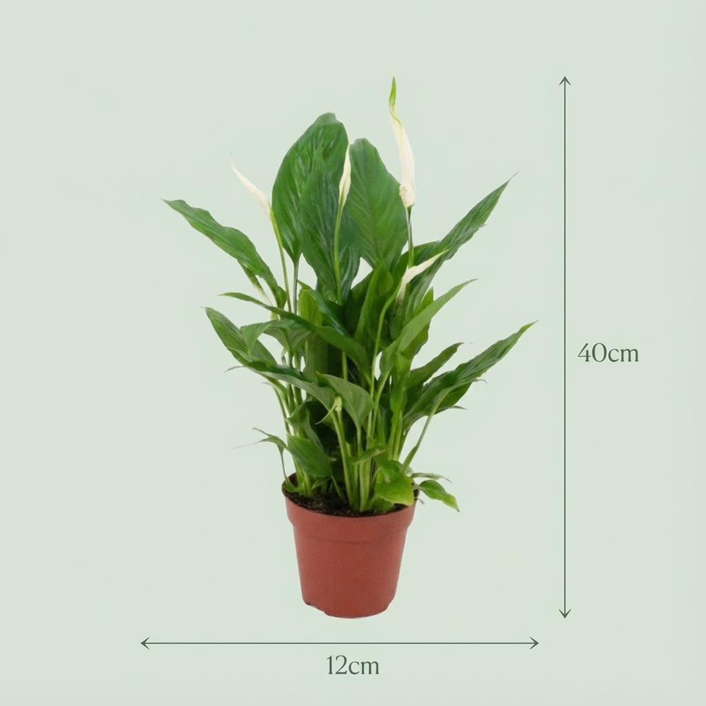Image of Scheidenblatt Spathiphyllum Einblatt – Ø12cm – Höhe 35-40cm – Luftreinigende Zimmerpflanze weiß blühend-3