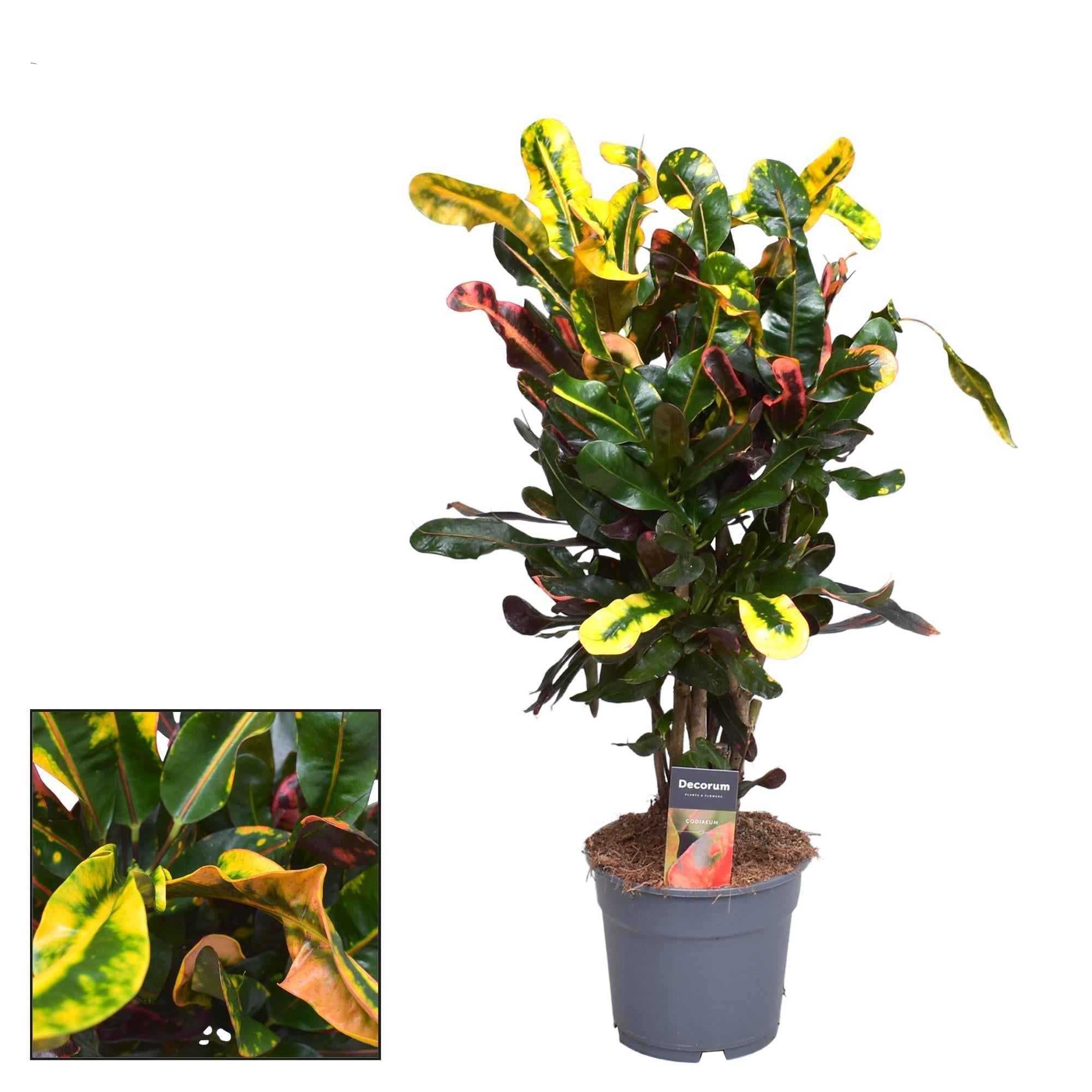 Image of Croton Mammi – Zimmerpflanze – Ø17cm – ↕60cm – Bunte, auffällige Blätter – Pflegeleicht & dekorativ