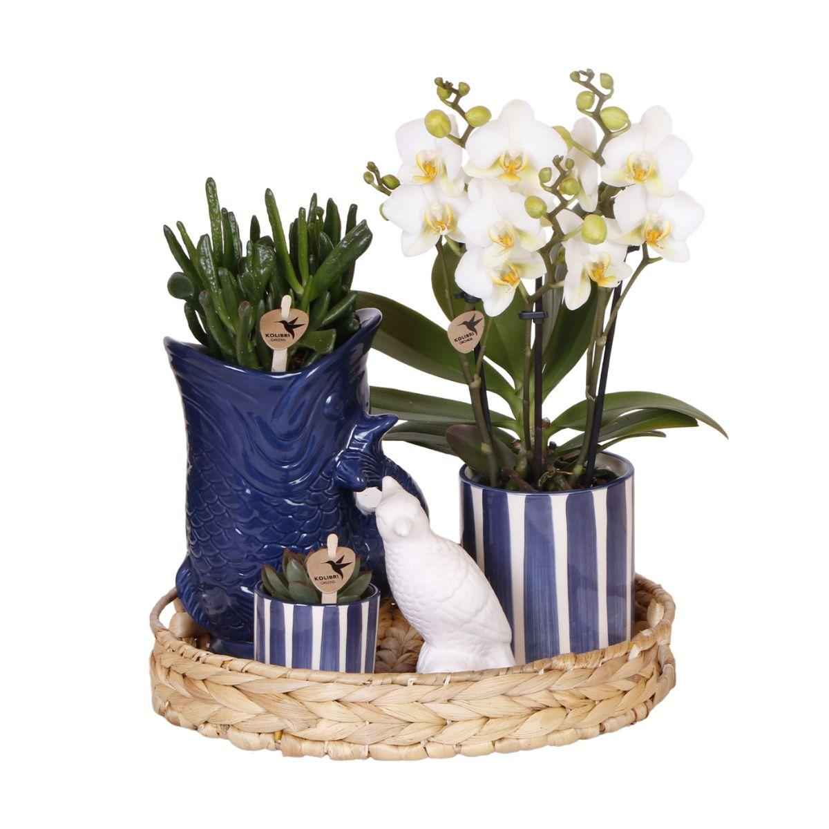 Image of Pflanzenset Mediterranean Sunset – Weiße Phalaenopsis Orchidee Lausanne & Sukkulenten – 3 Pflanzen mit Keramik – Ziertöpfen – Inklusive Tablett-0