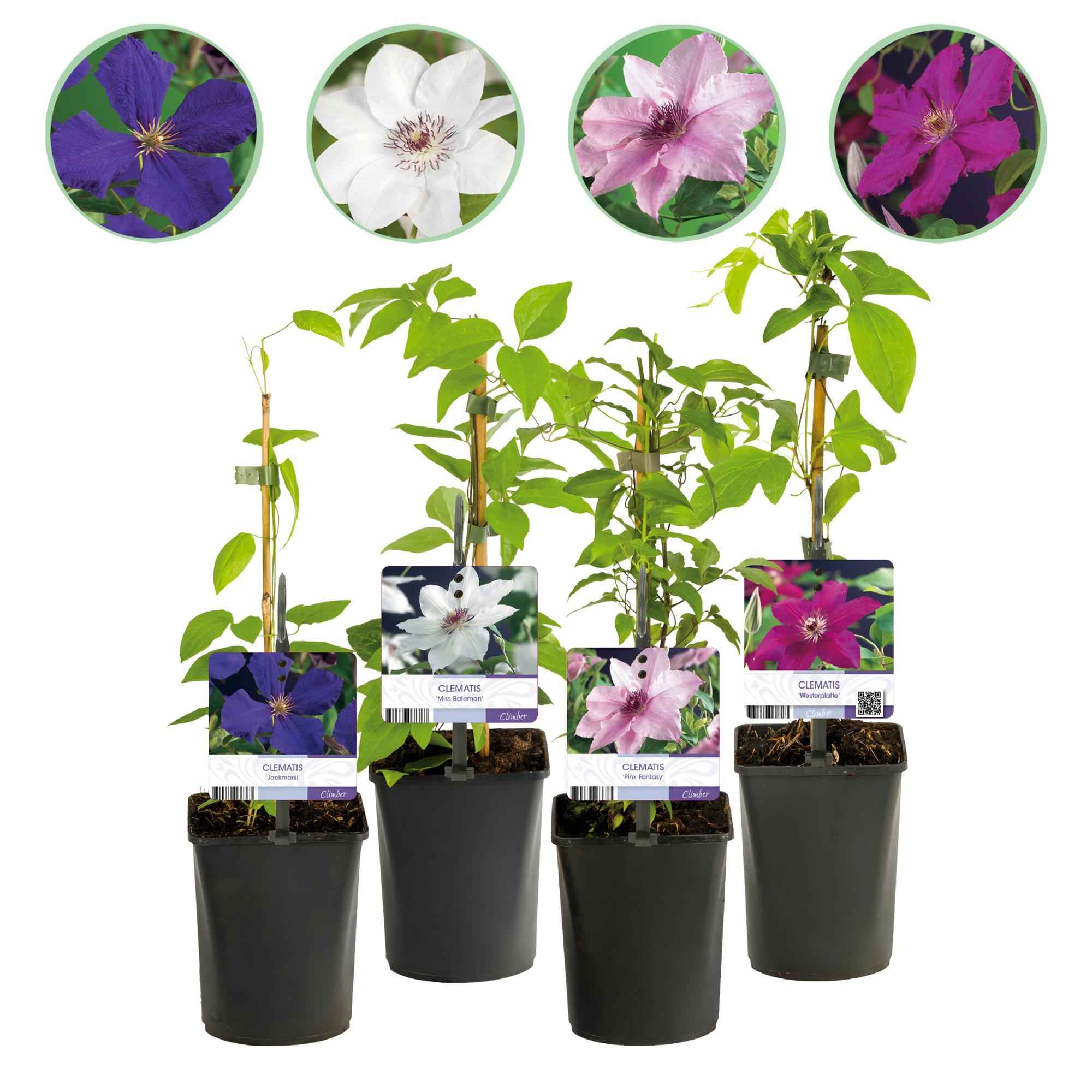 Image of Kletterpflanze Clematis Rainbow – Mehrfarbige Blüten Rosa Weiß Lila Rot – Wenig Pflege – 4 Pflanzen – 11cm Höhe 40cm – Für Garten, Balkon & Pergolen-1