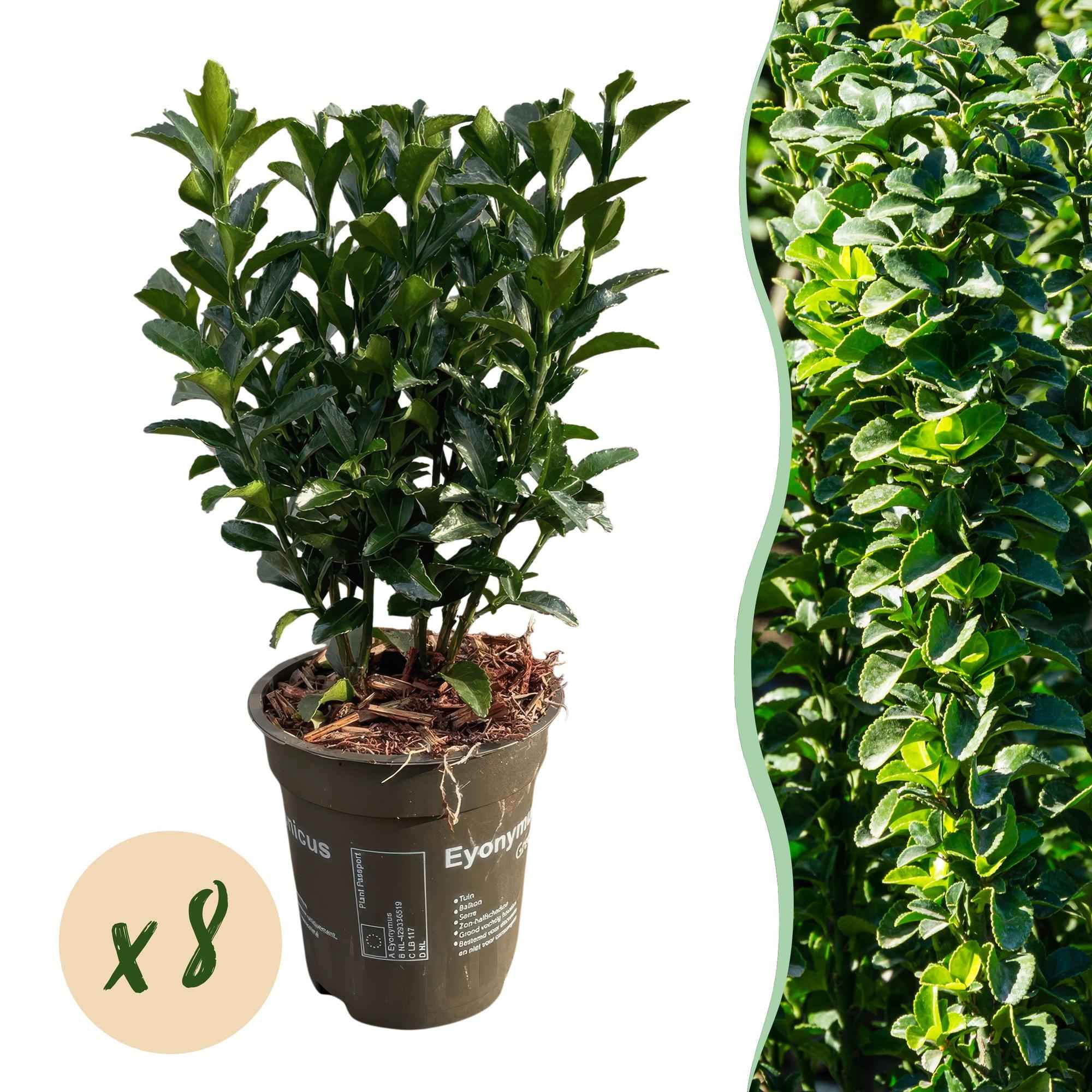 Image of Euonymus japonicus Green Spire – 8 Pflanzen für 1 Meter Hecke – Immergrüner Japanischer Spindelstrauch – 20-25cm hoch im 9cm Topf-1