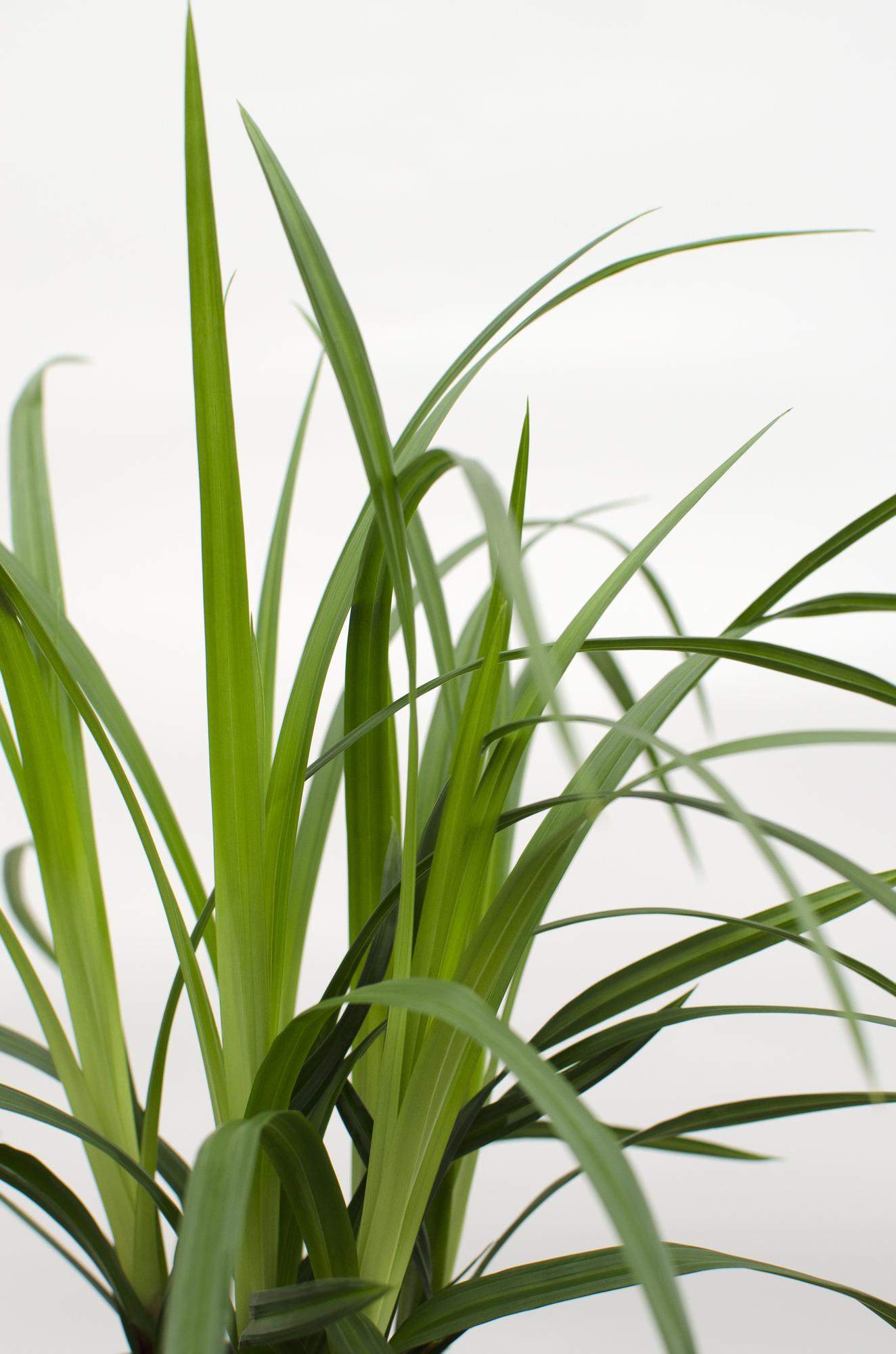 Image of Carex morrowii 'Irish Green' – 3 Pflanzen – Immergrünes Ziergras – Ø14cm – Höhe ca. 30cm – robustes Garten – Gras für Sonne & Schatten-4