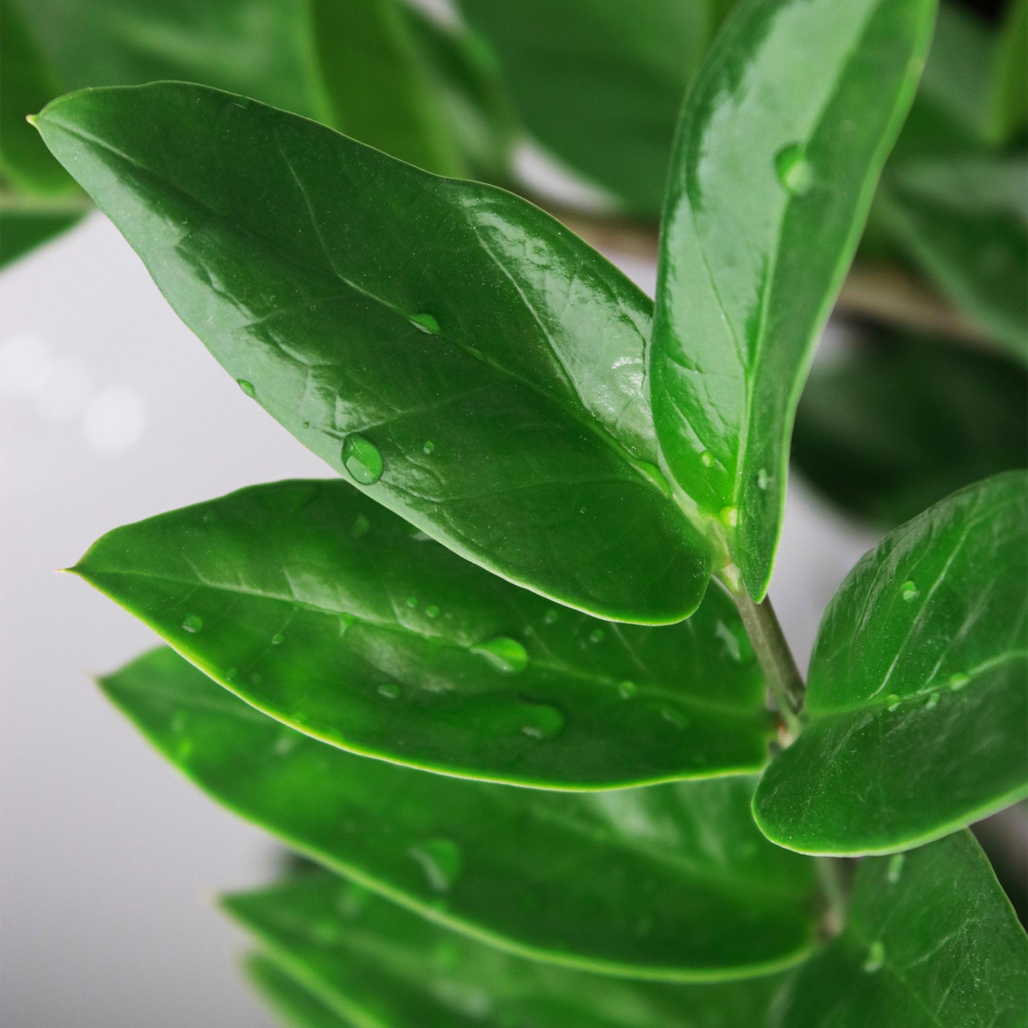 Image of Zamioculcas – 65-75cm – 17cm inkl. Naturkorb – Pflegeleichte ZZ – Pflanze – Robuste Grünpflanze für Wohnzimmer, Büro & Schlafzimmer-4