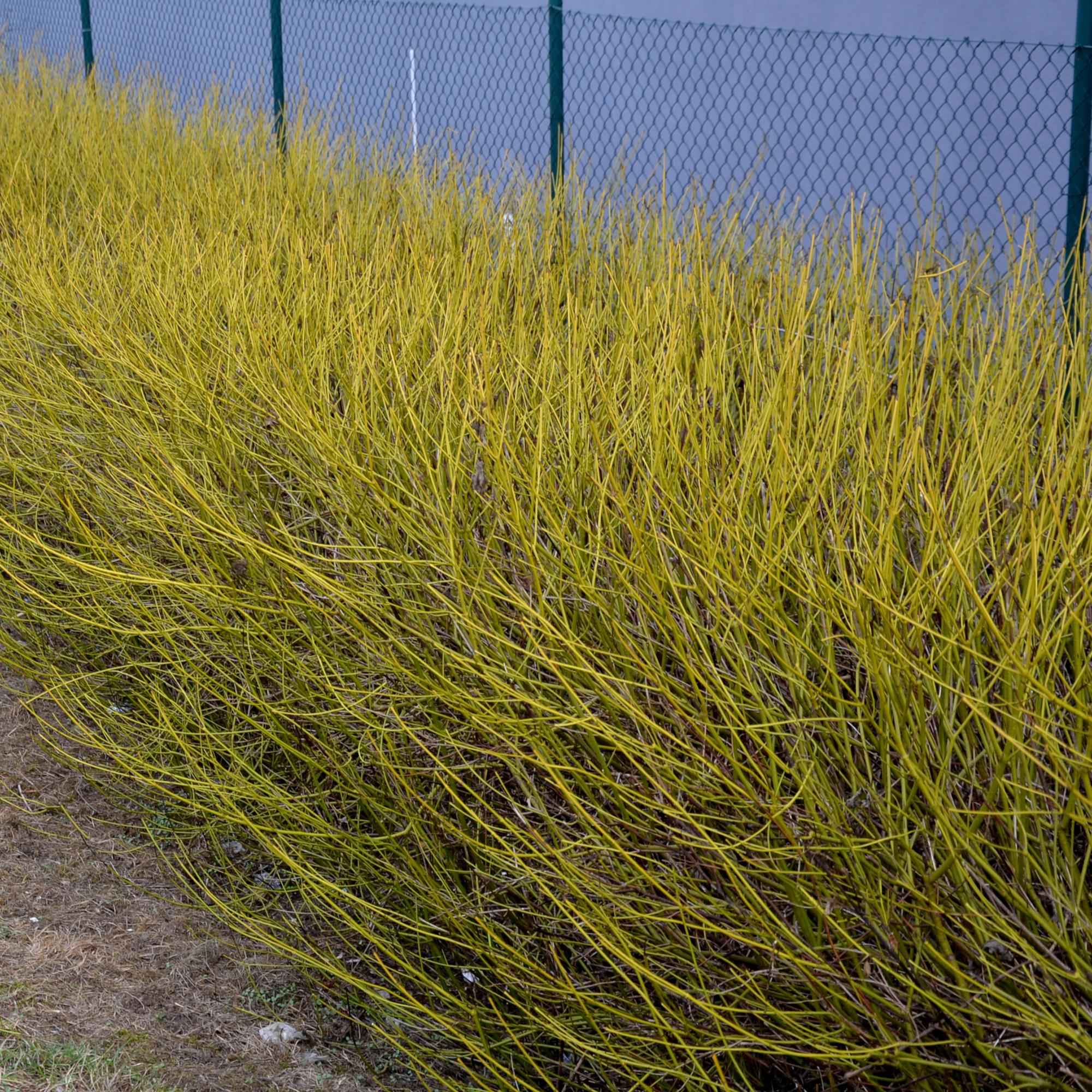 Image of Cornus alba Flaviramea – Zierstrauch mit gelben Zweigen – 17cm – Höhe ca. 45cm – Laubabwerfender Hartriegel – Pflegeleicht & winterhart-4