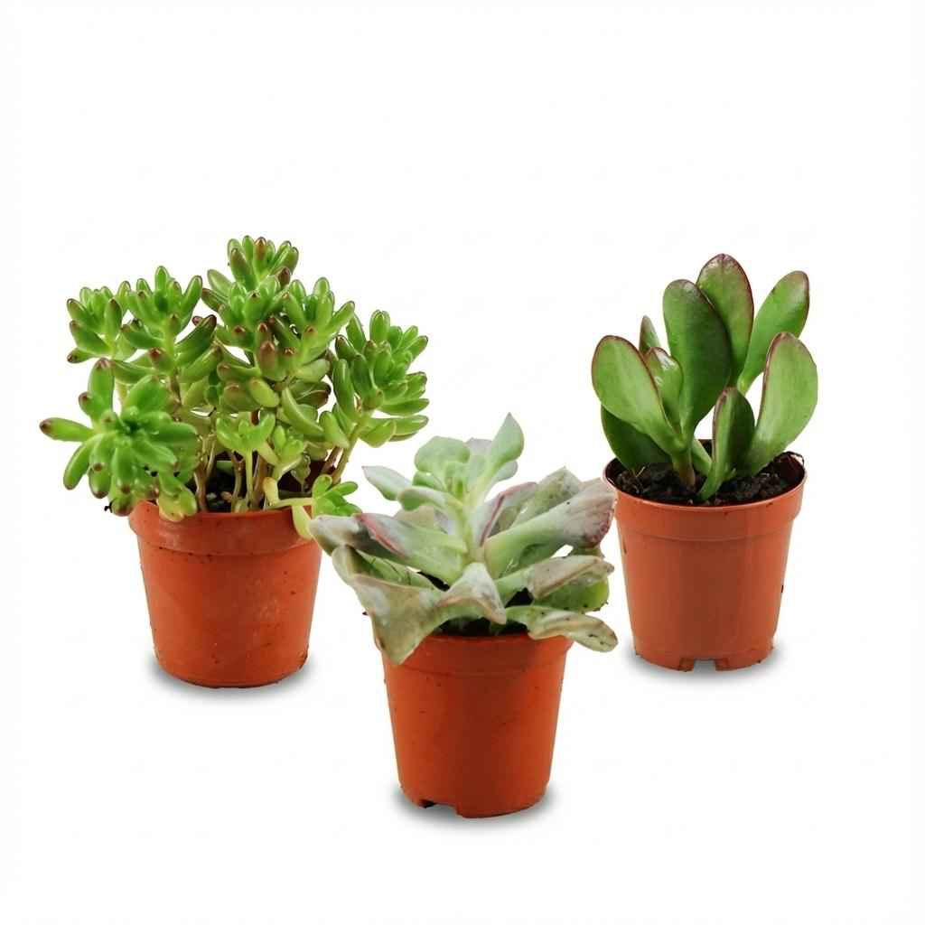 Image of Mini Sukkulenten Mix 3 Pflanzen Ø5,5cm Höhe5-10cm – Pflegeleichte Mini – Sukkulenten mit fleischigen Blättern