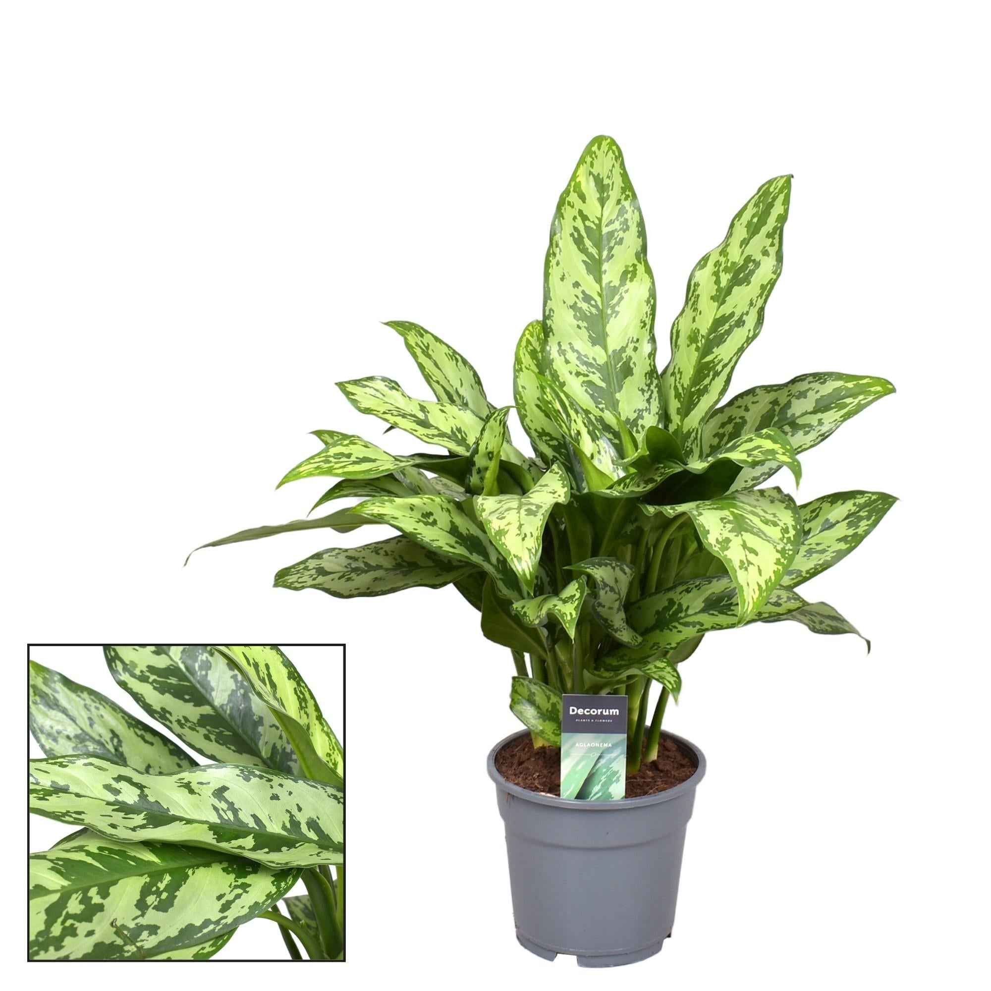 Image of Aglaonema Romeo – Kolbenfaden - Ø17cm – ↕60cm – Pflegeleichte Zimmerpflanze mit dekorativem Laub – Luftreinigende Blattschmuckpflanze – Für Wohnzimmer, Büro & Schlafzimmer-0