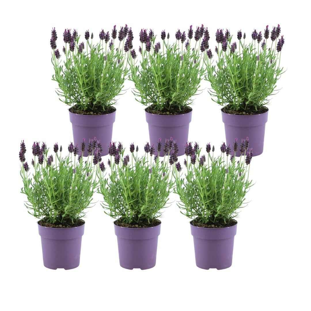 Image of Echter Lavendel Lavandula stoechas Anouk – 6 Pflanzen – Duftender Schopflavendel – Ø12cm – Winterhart – Für Garten, Terrasse & Balkon-0