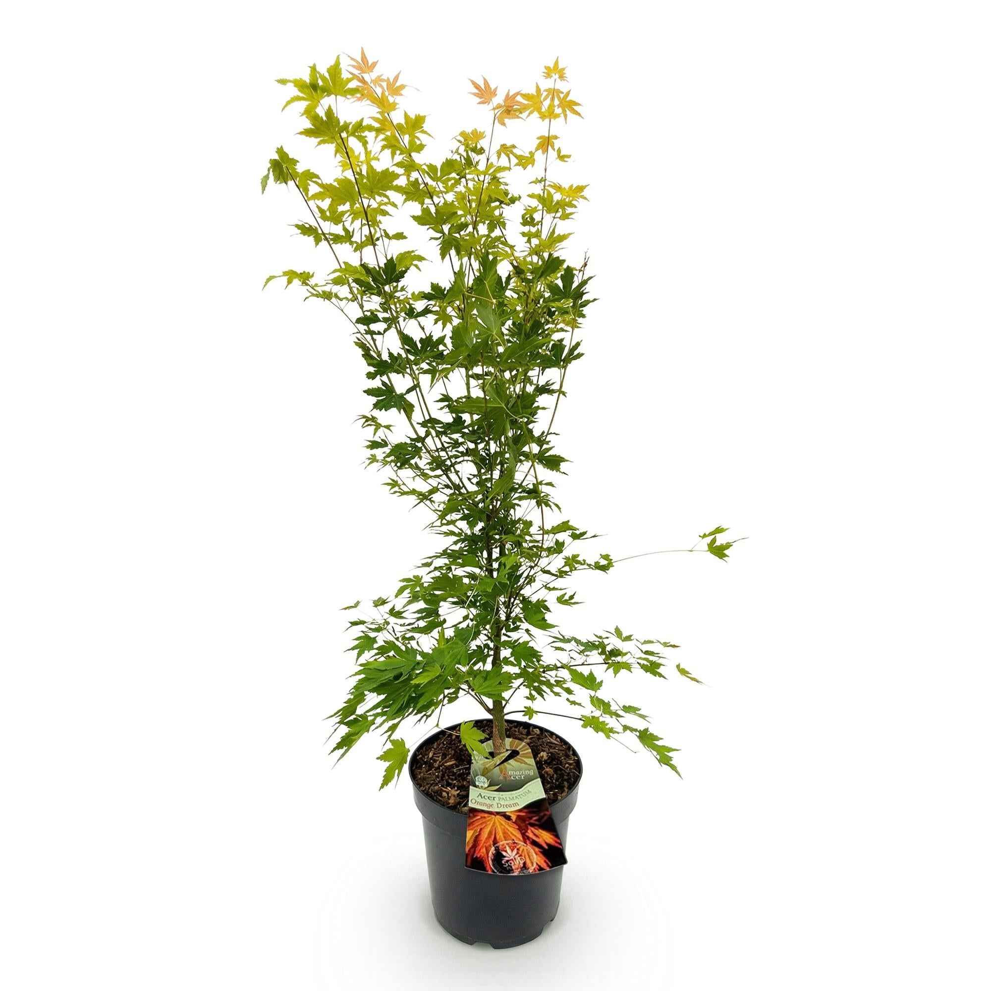 Image of Japanischer Ahorn Acer palmatum Orange Dream, laubabwerfende Gartenpflanze in Gelb Orange, Zierahorn für Garten und Kübel, Ø26cm, 90cm hoch, für-1