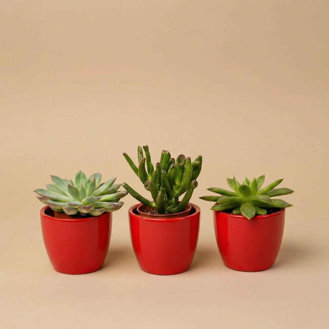 Image of Sukkulenten Set 3er mit rotem Keramik Mini-0
