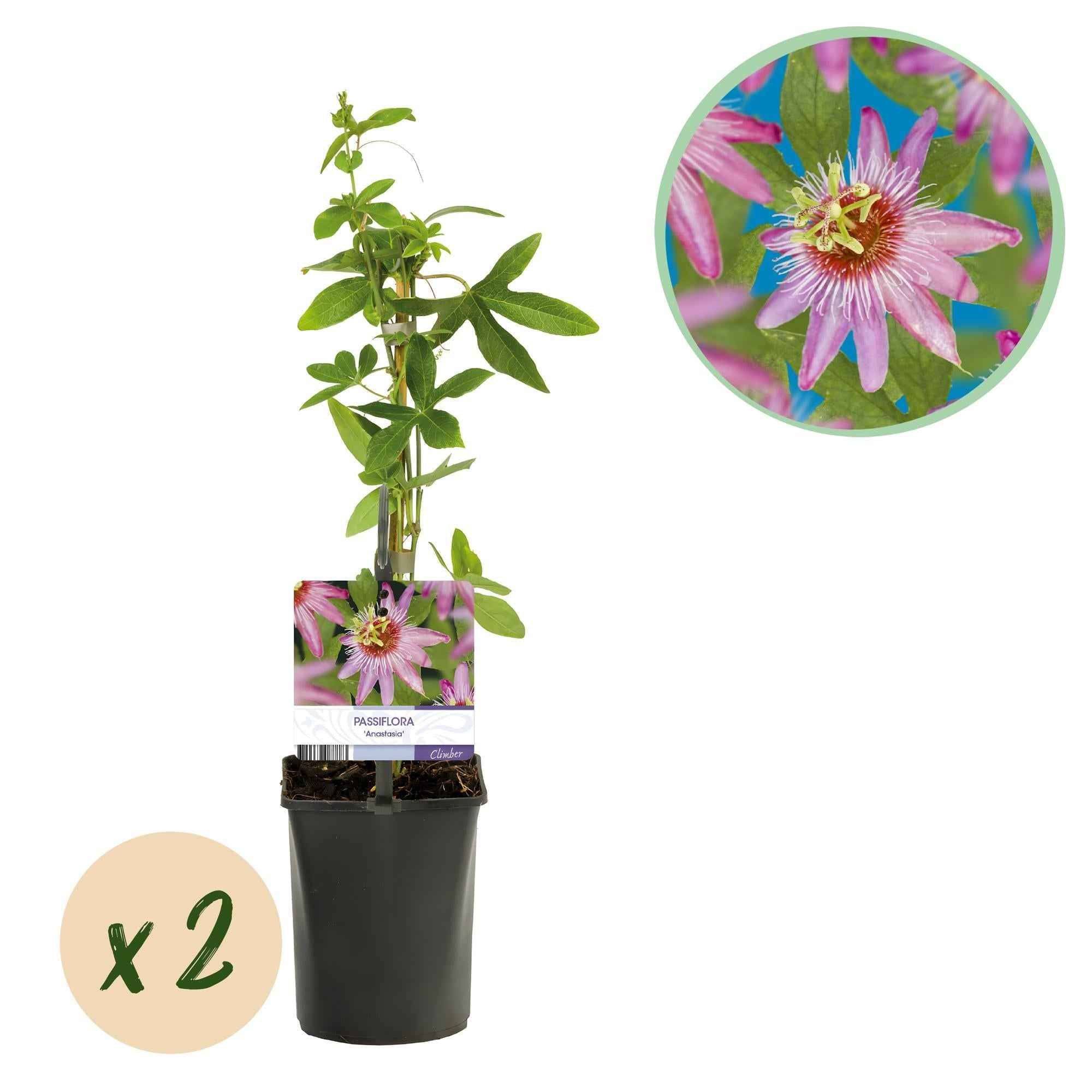 Image of Passionsblume Passiflora Anastasia – 2 Pflanzen 11cm – ca. 40cm hoch – Exotische Kletterpflanze mit rosa Blüten – Pflegeleicht & dekorativ-1