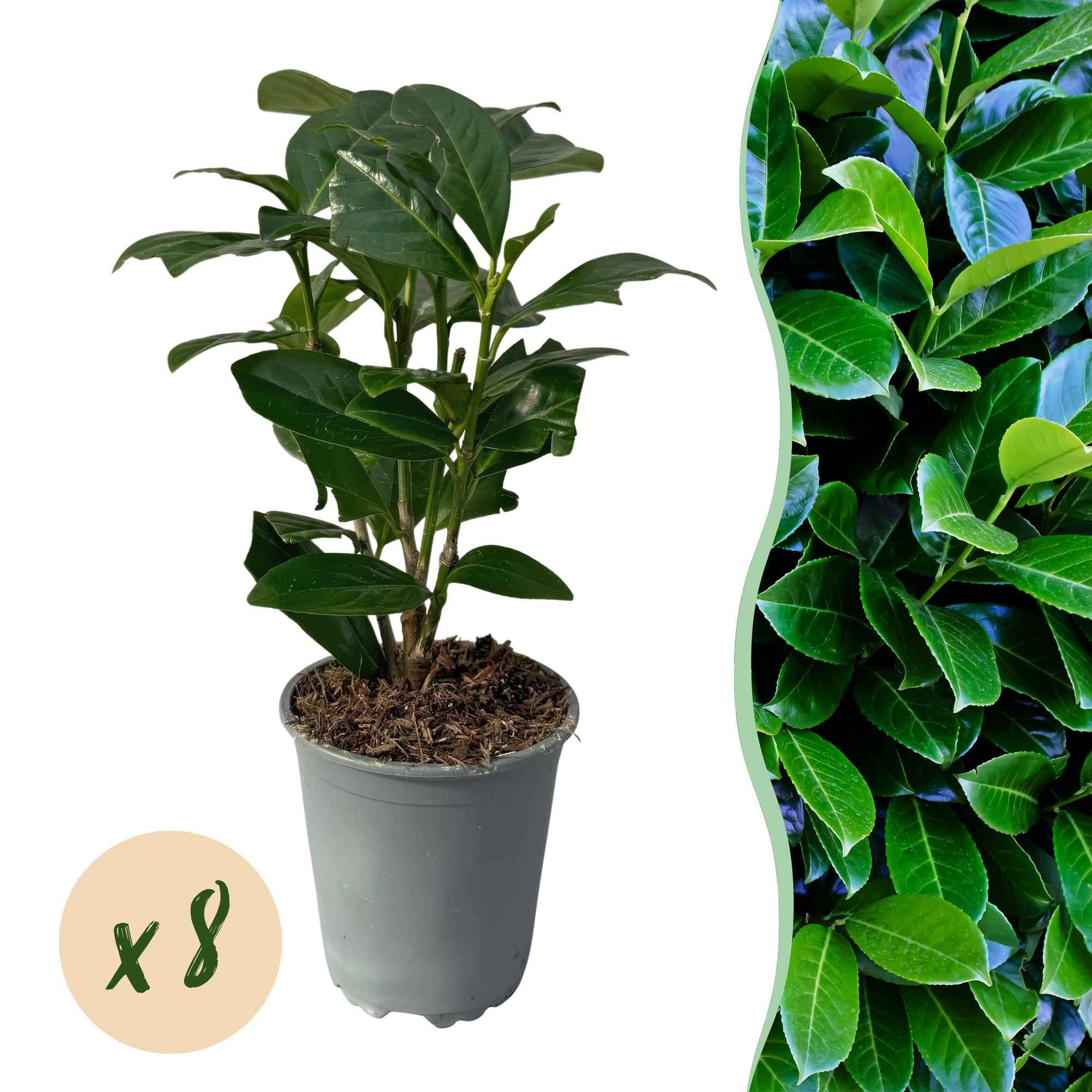 Image of Kirschlorbeer Prunus laurocerasus Novita – Immergrüne Heckenpflanzen – 8 Pflanzen – 1m – 9cm Höhe 30-35cm – Grün – Pflegeleicht-1